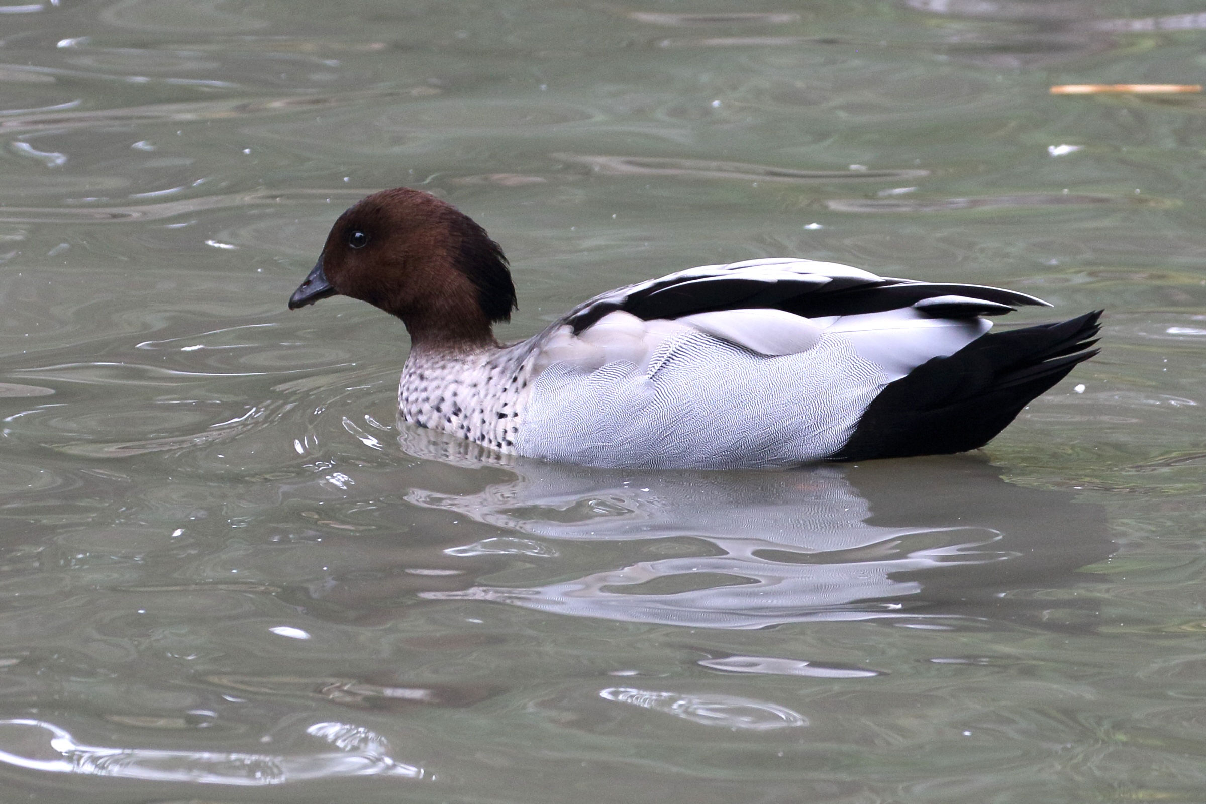 canard_a_criniere_-_chenonetta_jubata4md