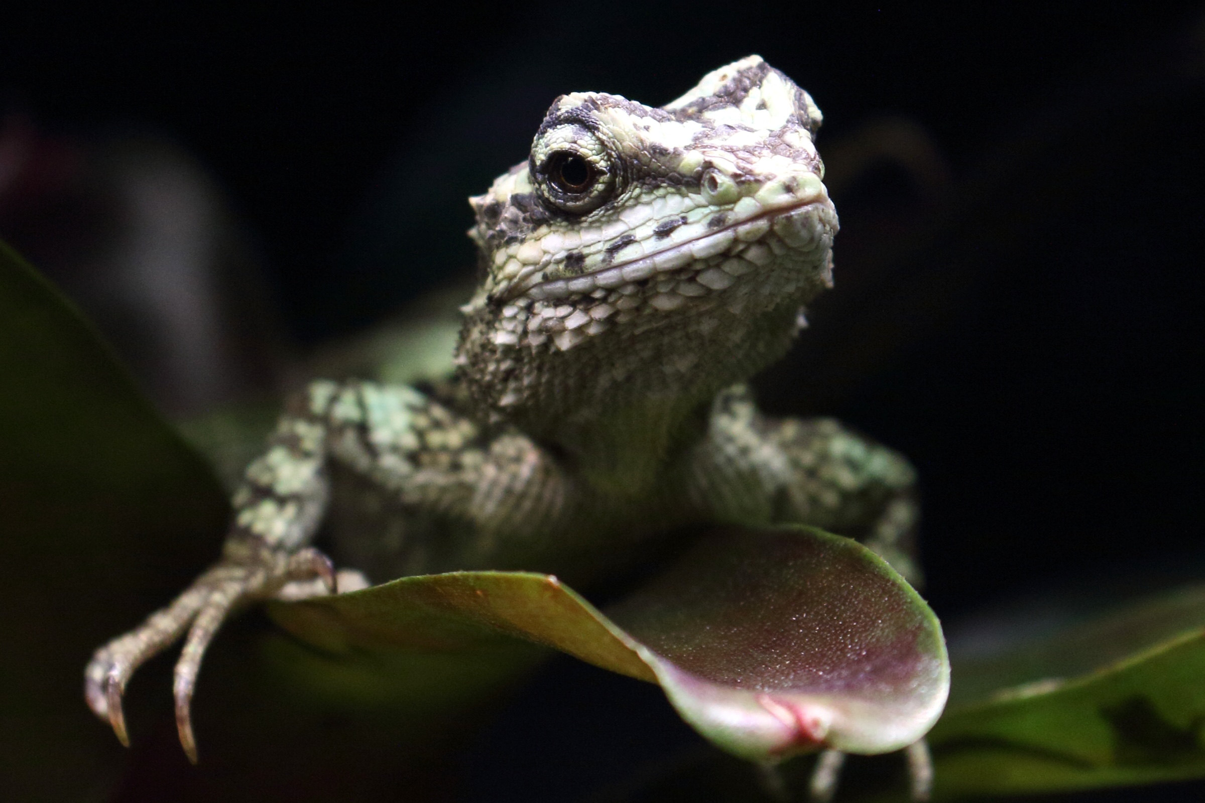 diploderma_splendidum1md