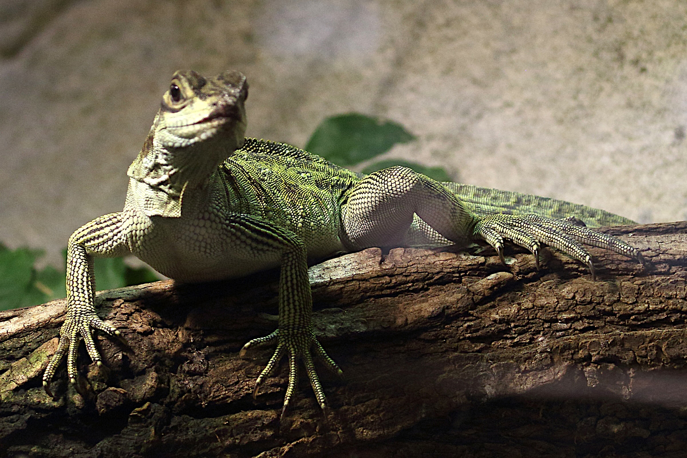 hydrosaurus_pustulatus2md