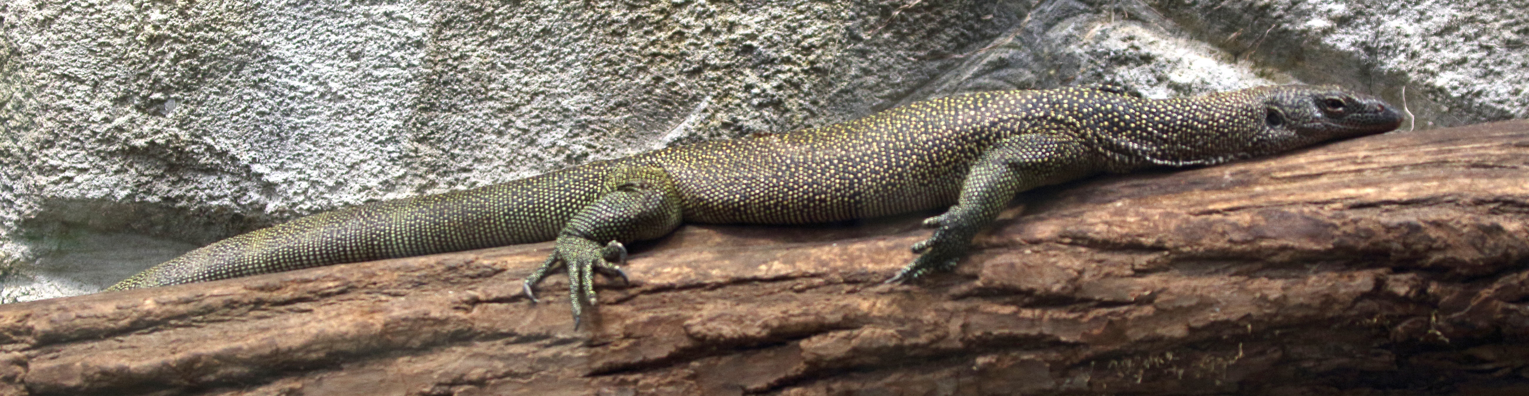 varanus_indicus1md