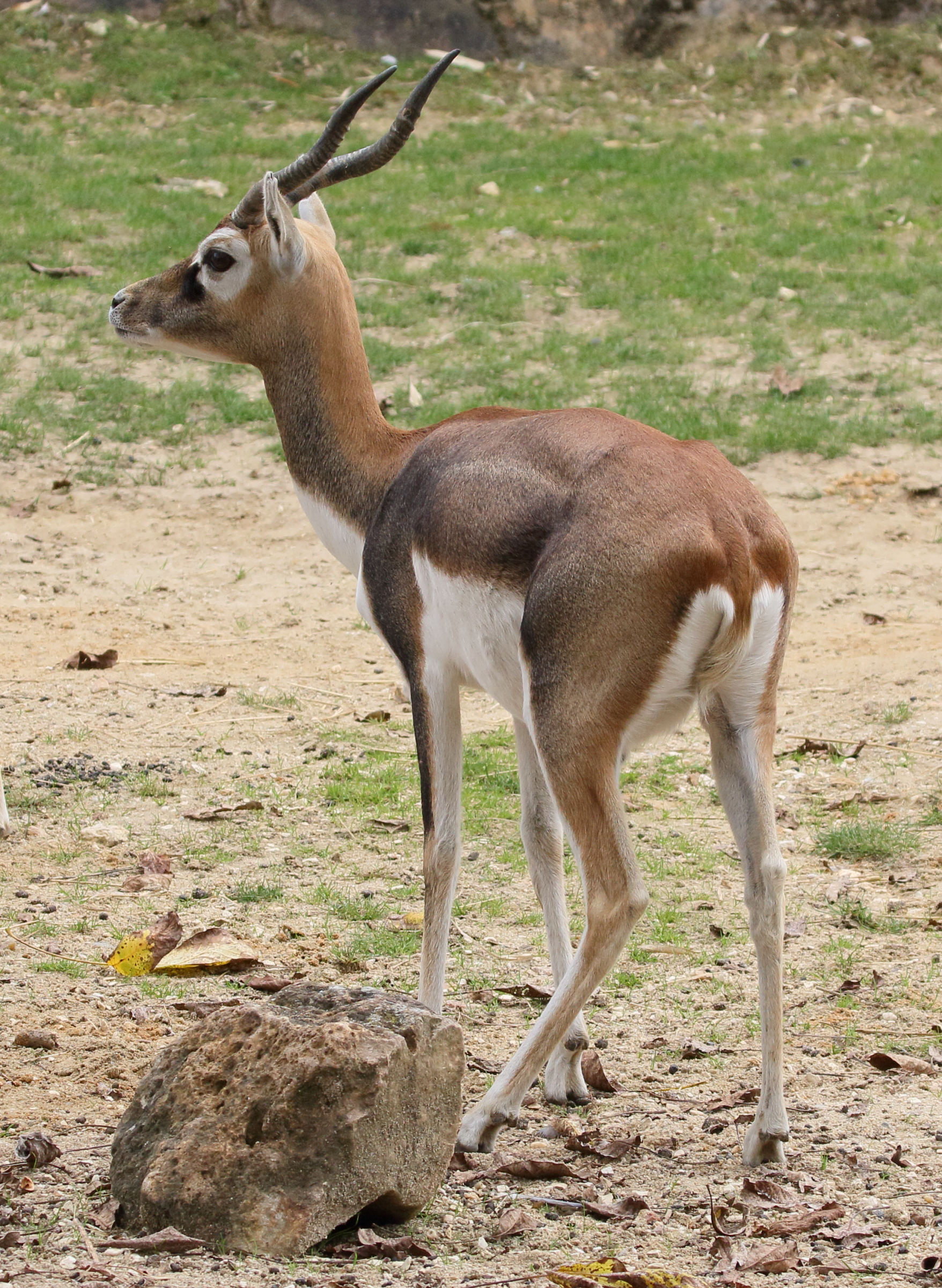 antilope_cervicapre1md