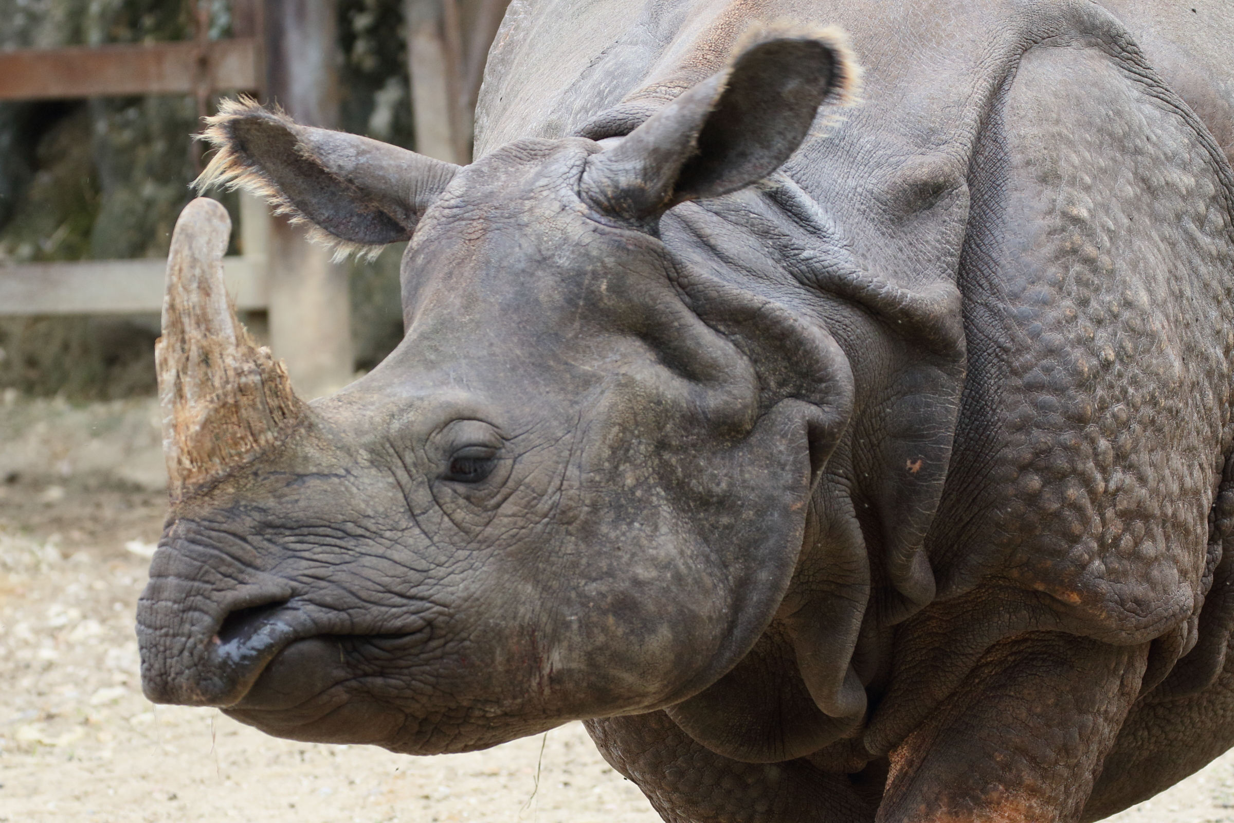 rhinoceros_unicornis4md