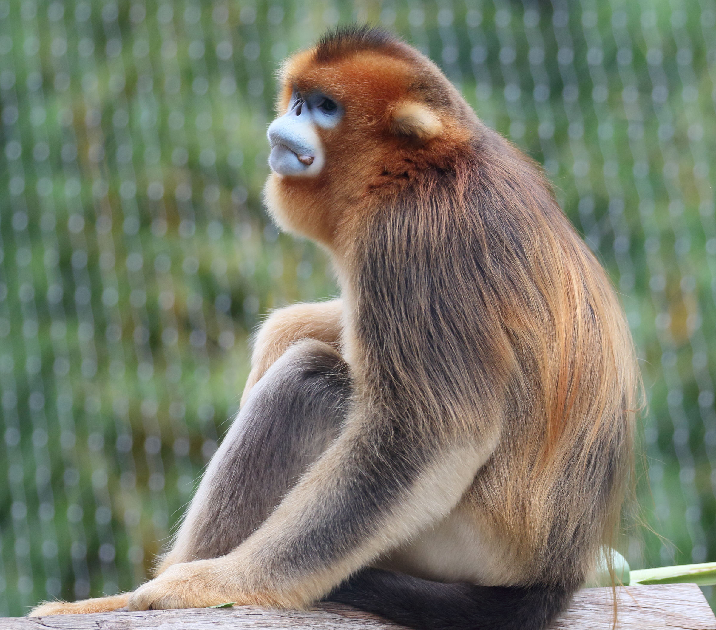 rhinopithecus_roxellana3md