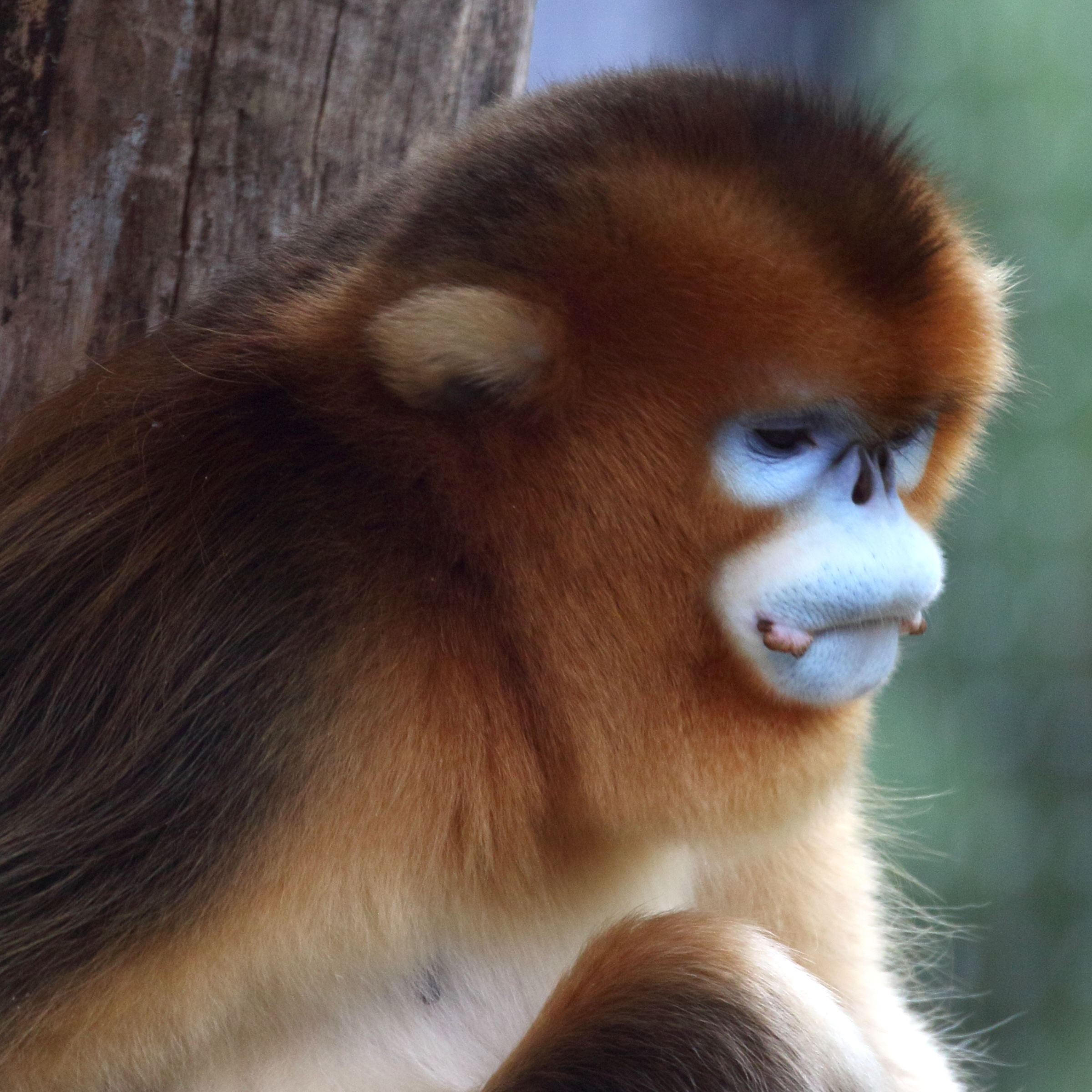 rhinopithecus_roxellana4md