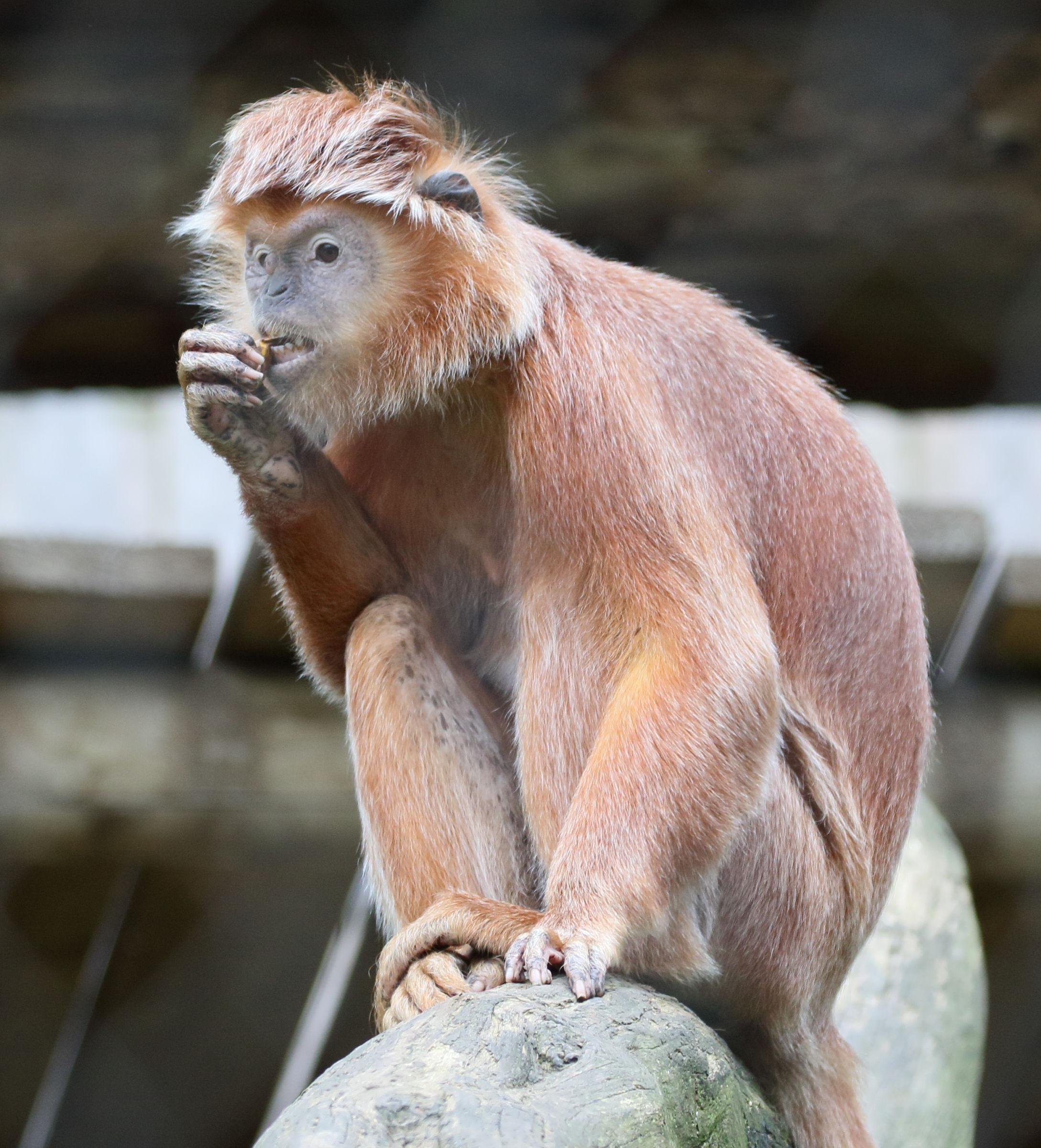 trachypithecus_auratus2md