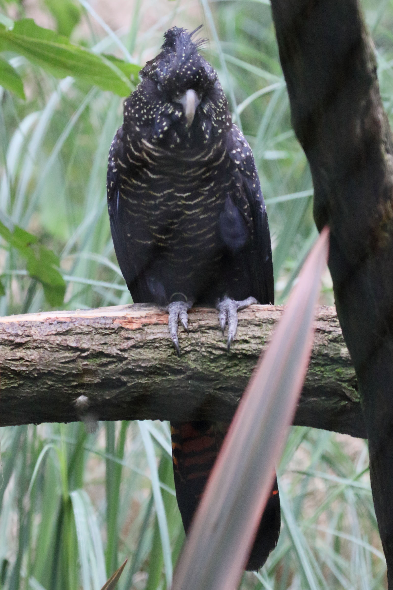cacatoes_de_banks_-_calyptorhynchus_banksii1md