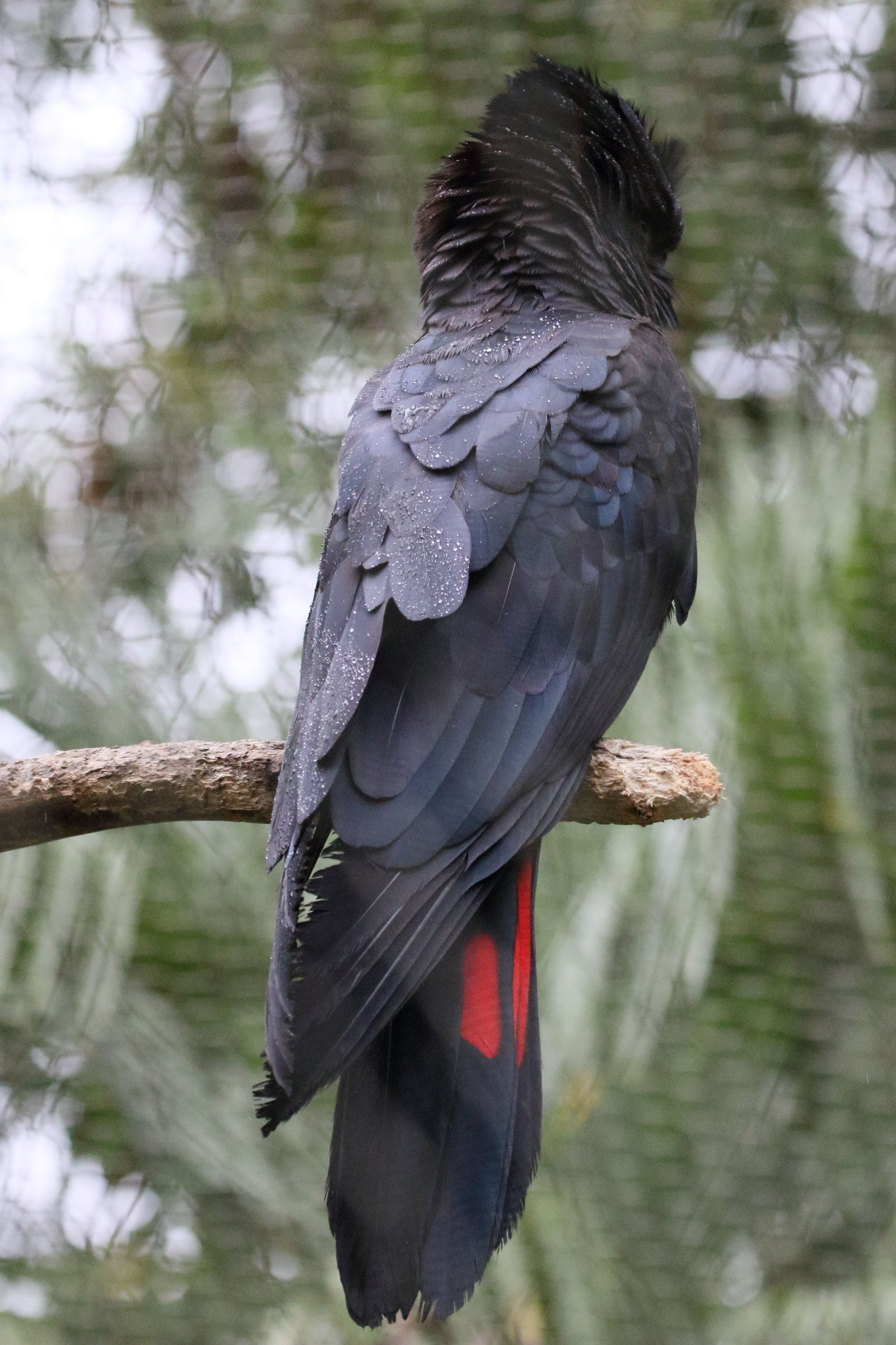 cacatoes_de_banks_-_calyptorhynchus_banksii2md