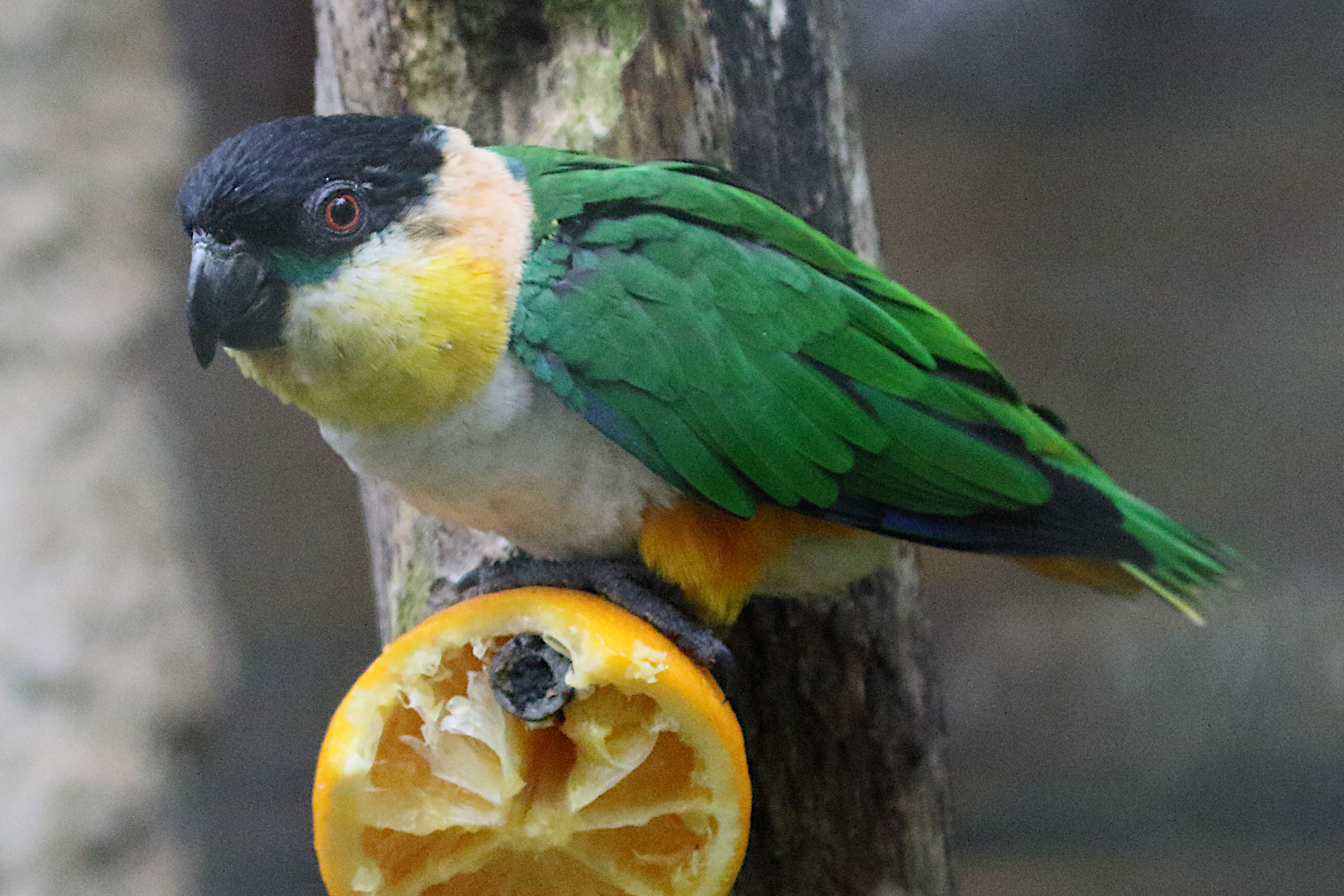 caique_manipourri_-_pionites_melanocephalus2md