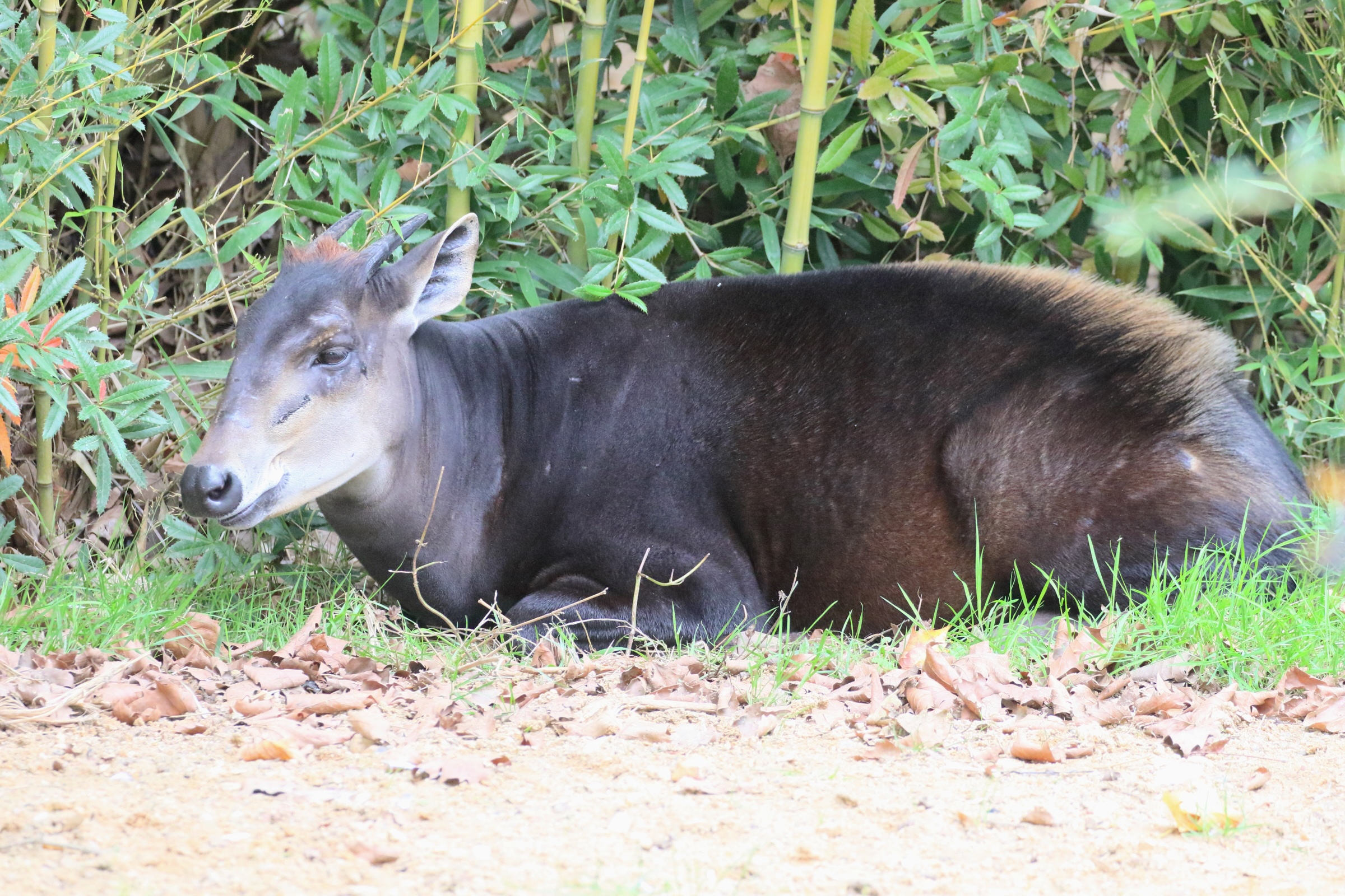 cephalophus_sylvicultor1md