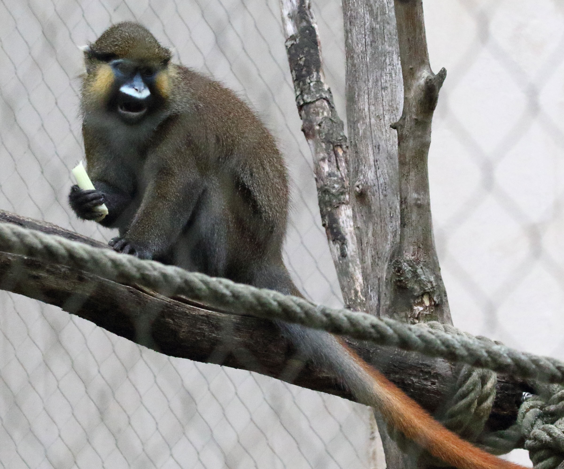 Afficher le média cercopithecus_cephus1md cercopithecus_cephus1md