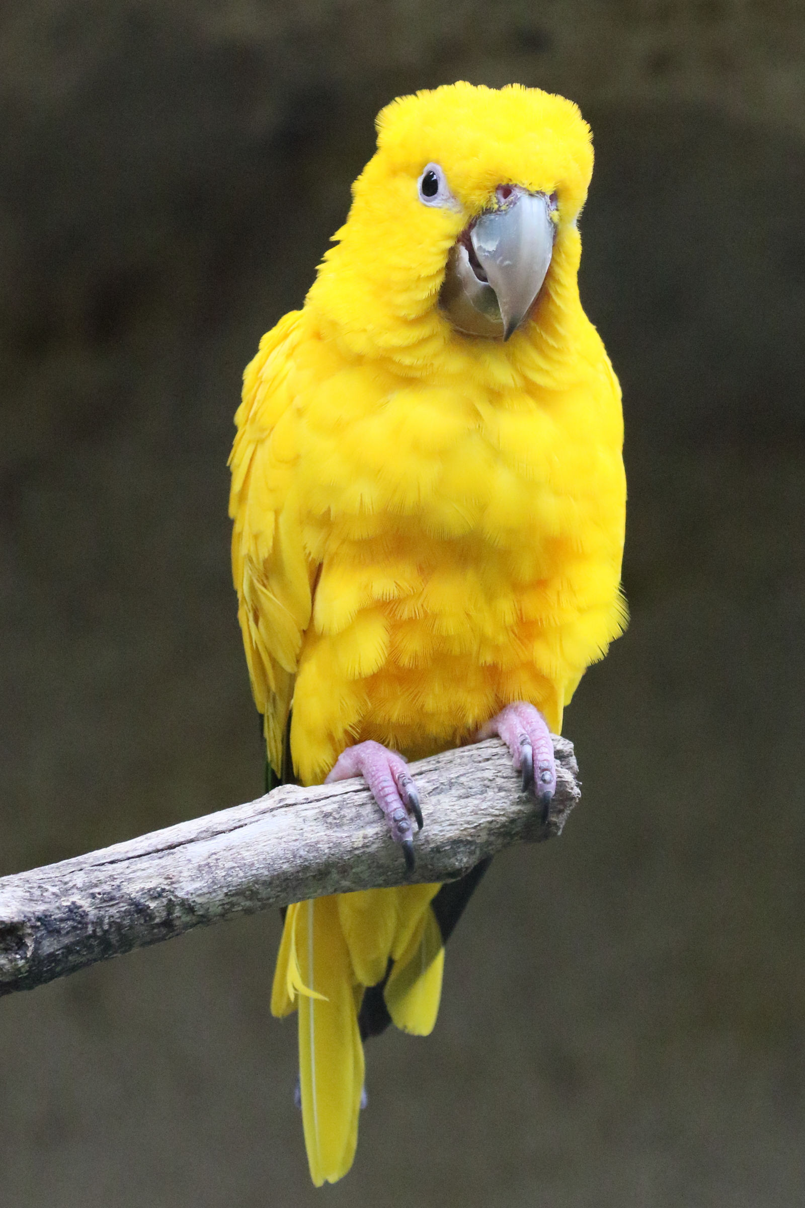 conure_doree_-_guaruba_guarouba2md