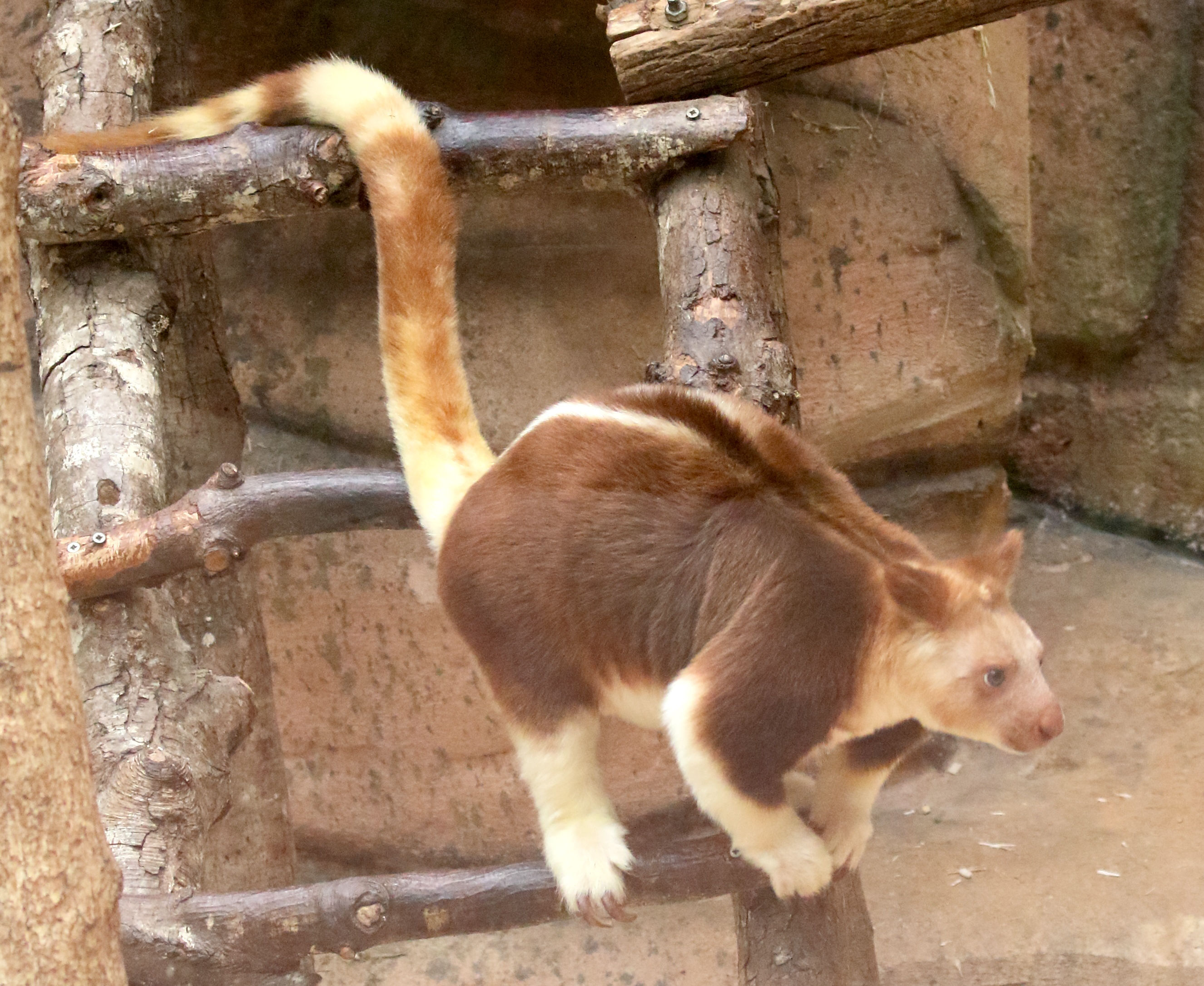 dendrolagus_goofellowi1md