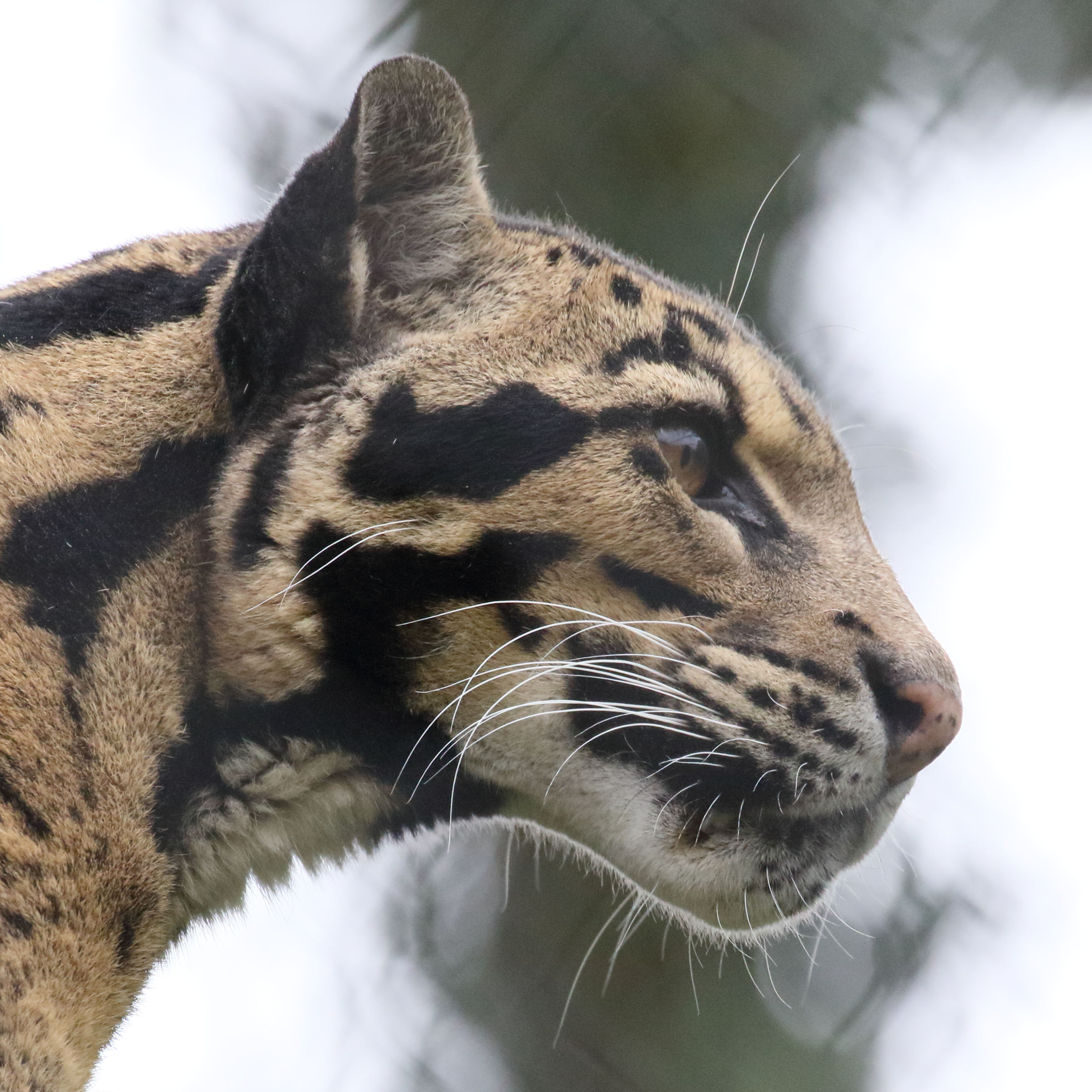 neofelis_nebulosa2md