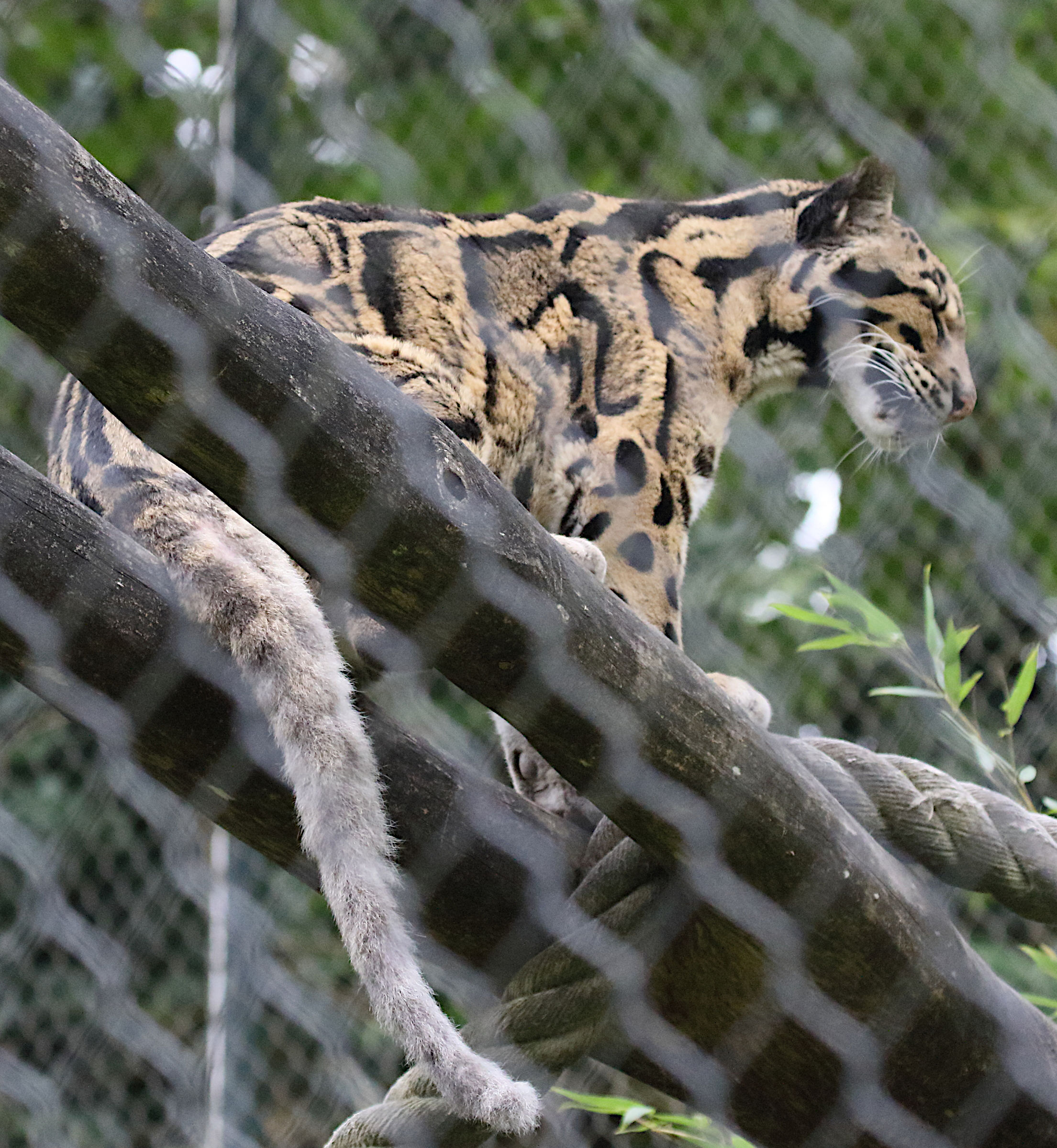 neofelis_nebulosa3md