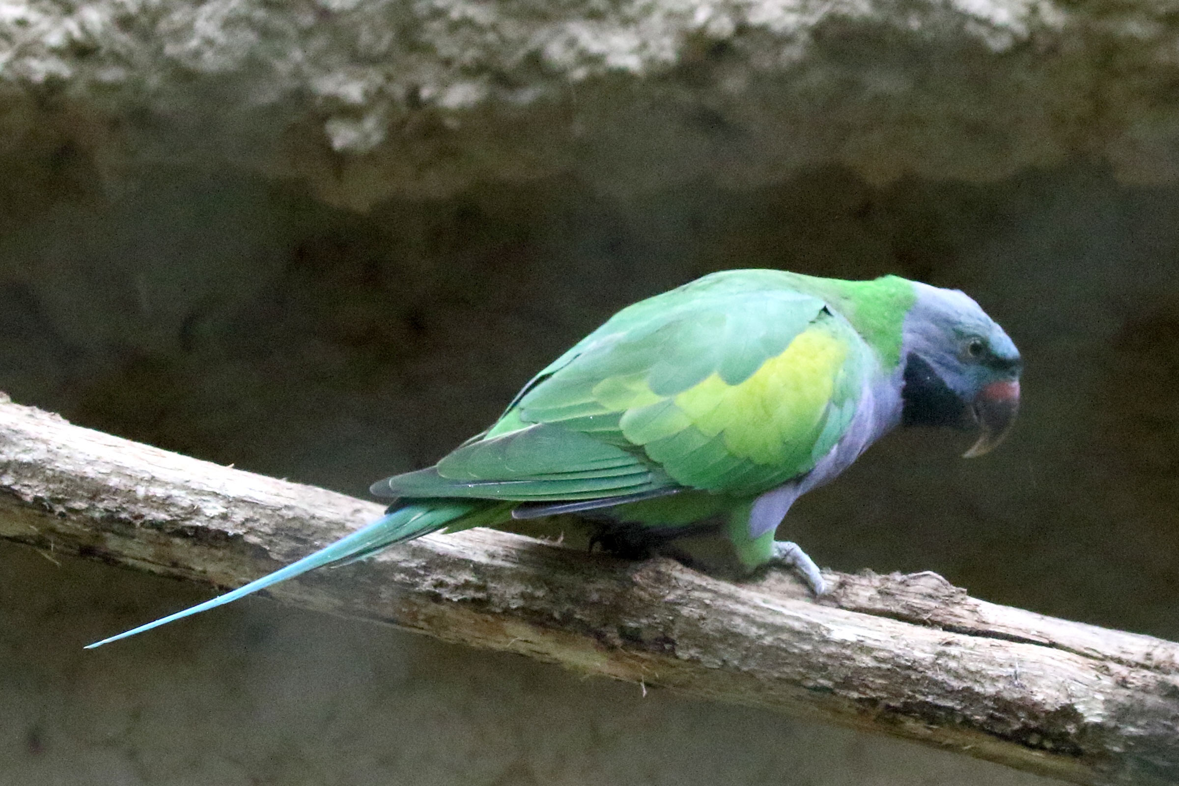 perruche_de_derby_-_psittacula_derbiana1md