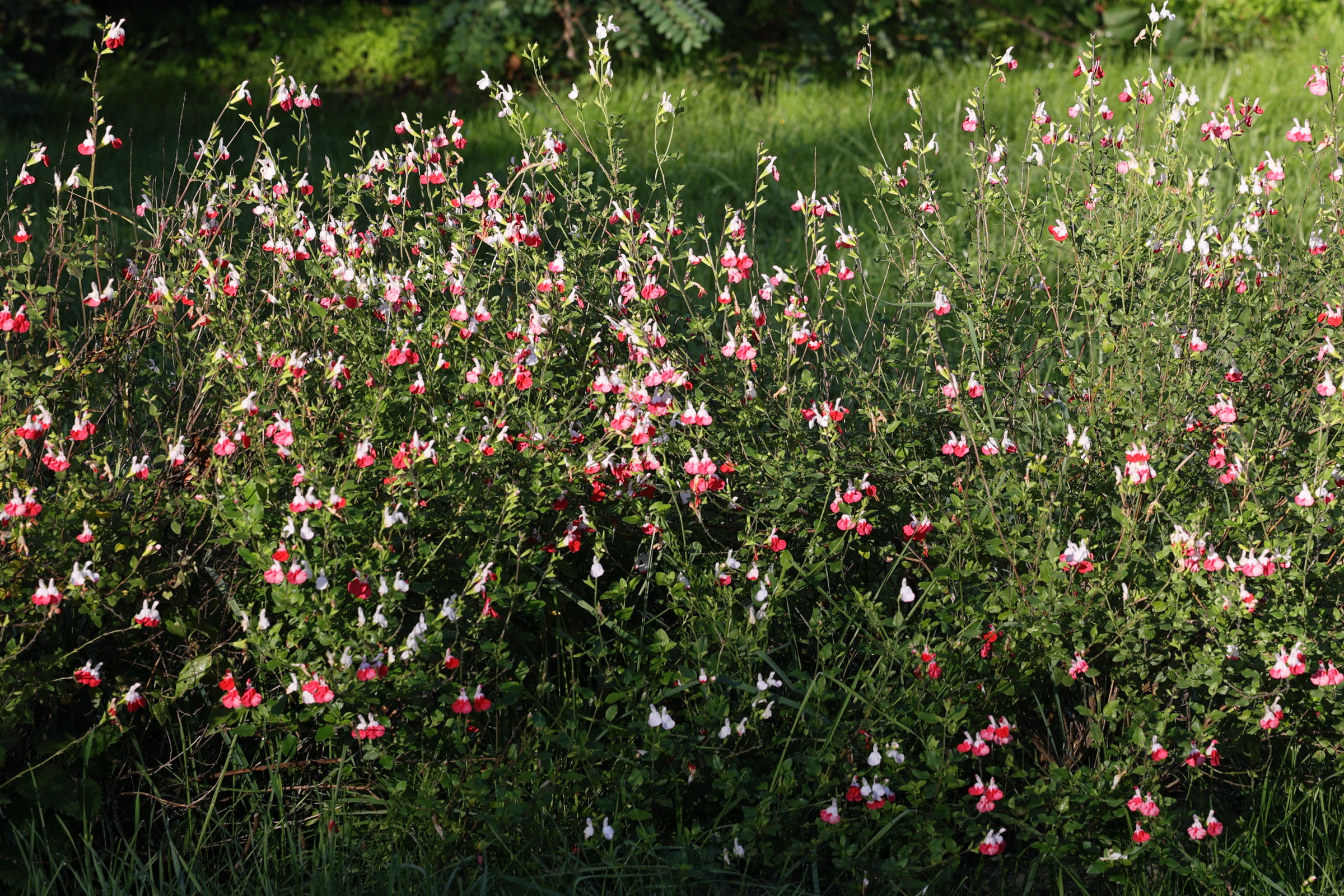 salvia_microphylla1md