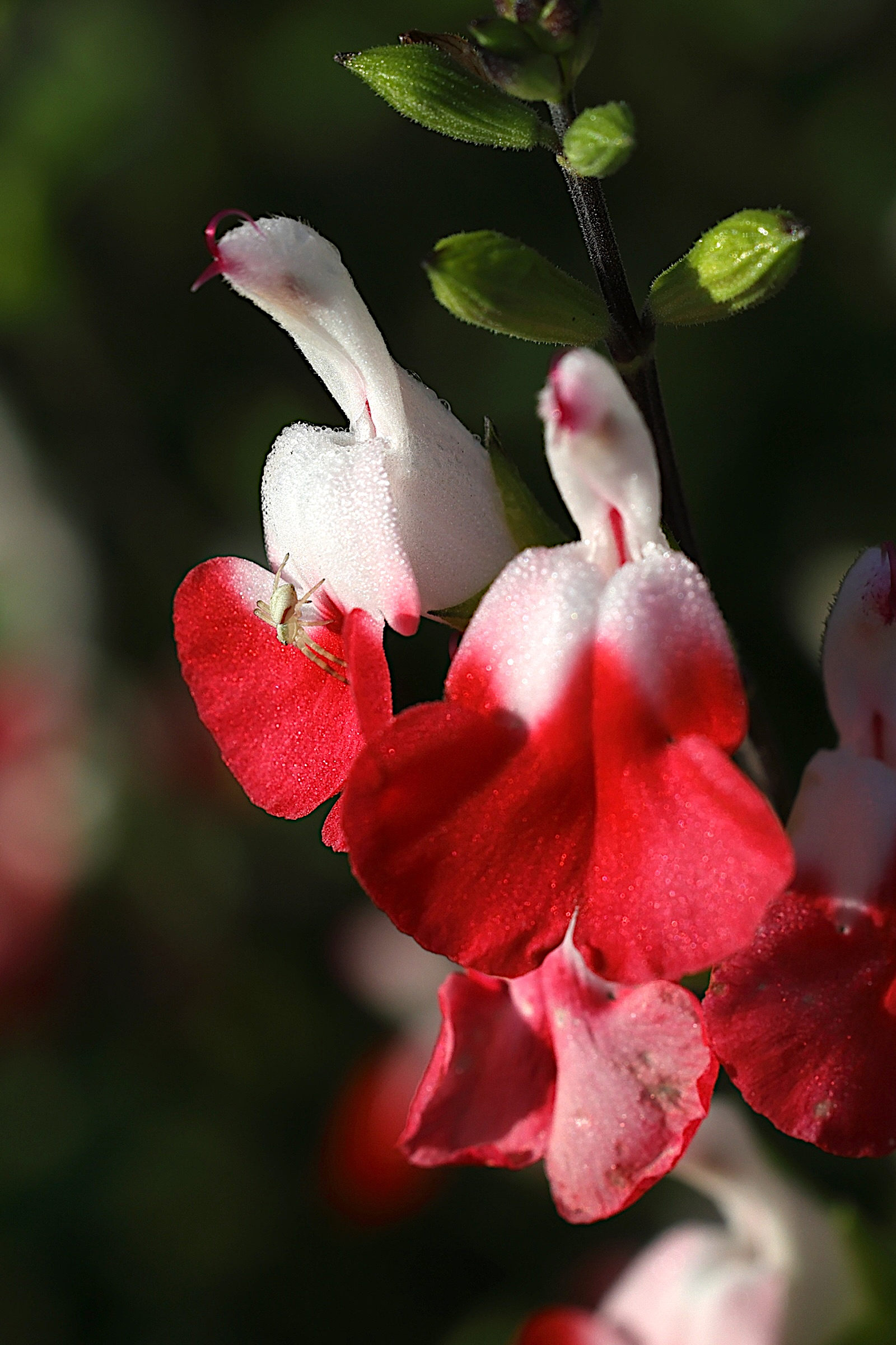 salvia_microphylla2md