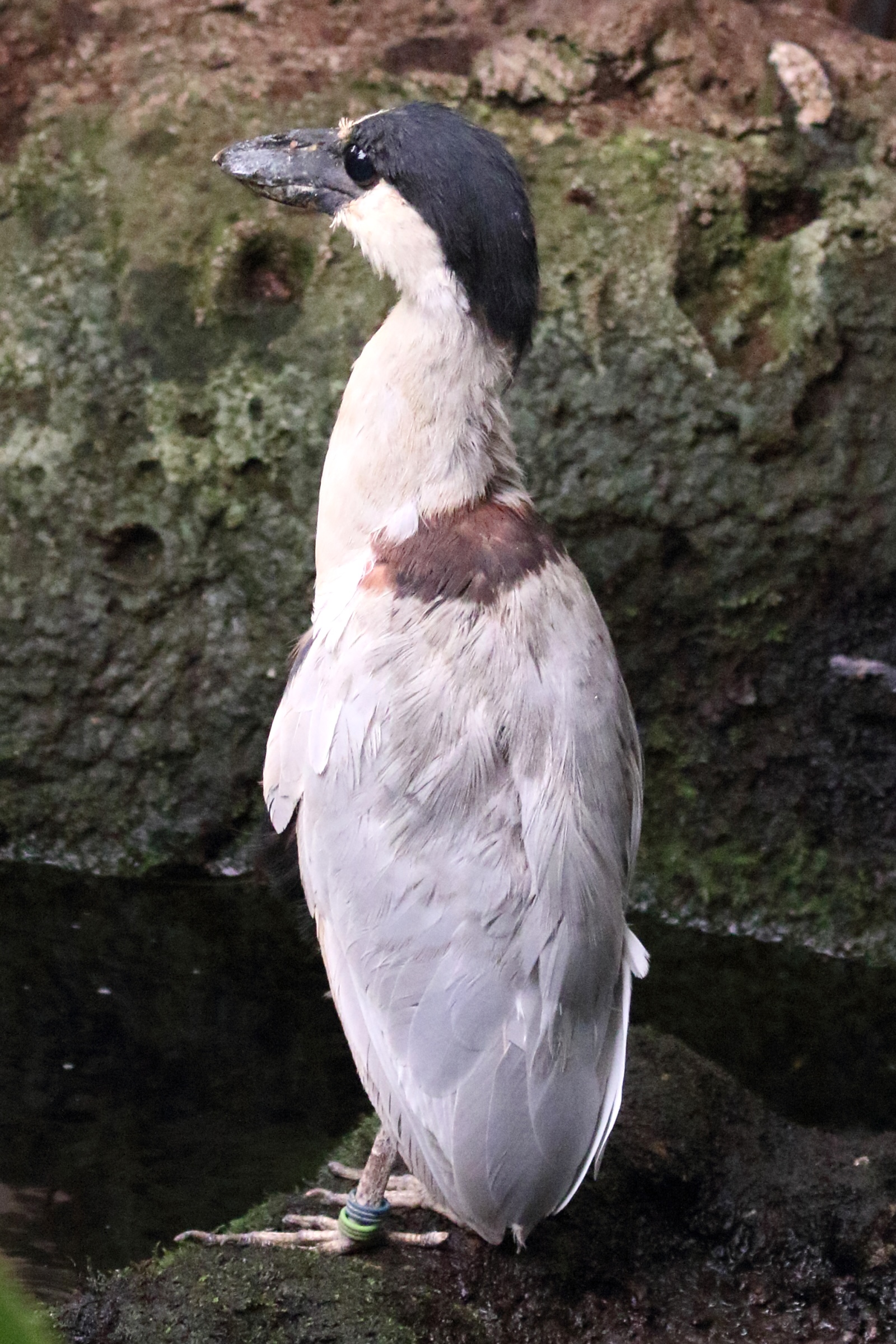 savacou_huppe_-_cochlearius_cochlearius6md