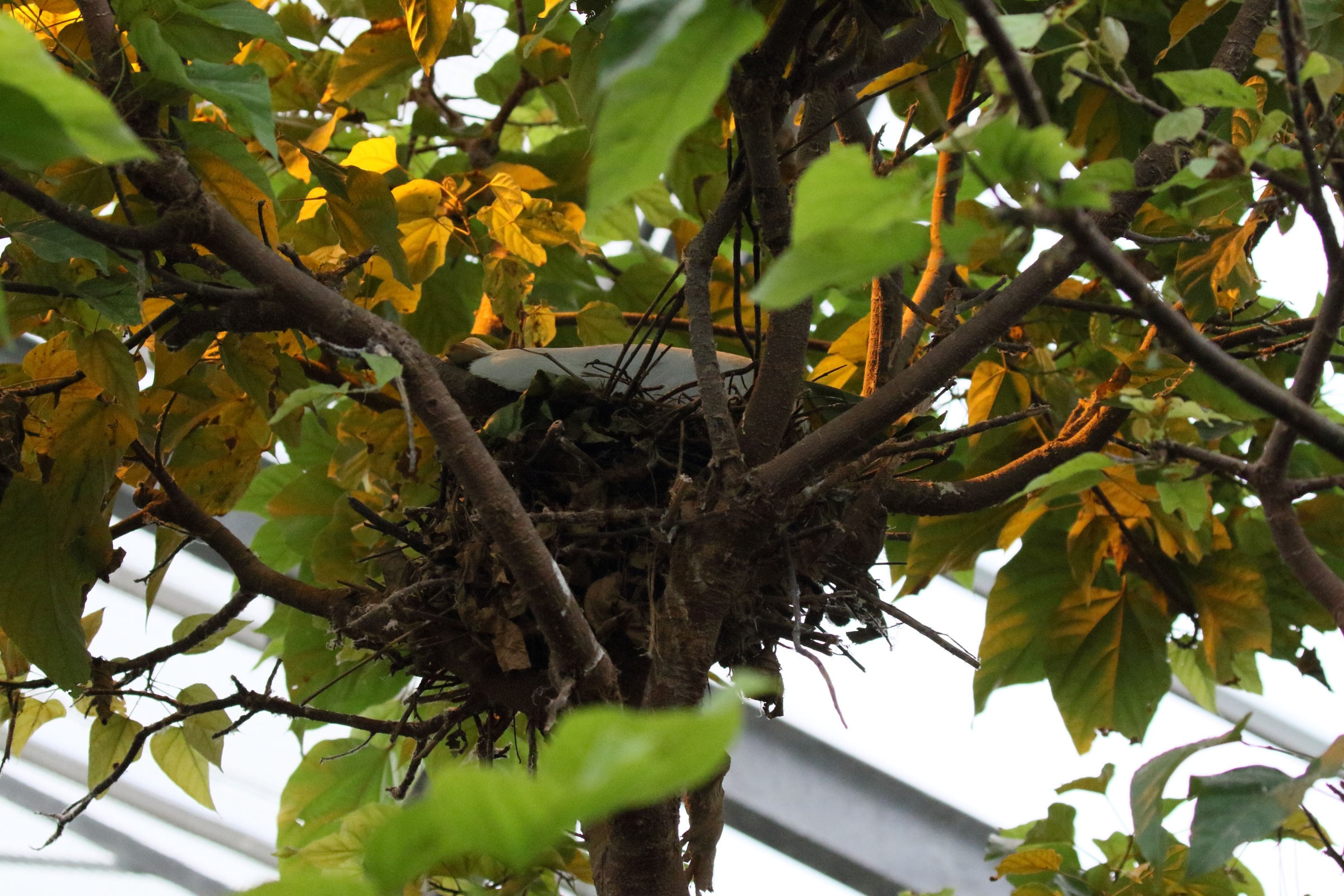 savacou_huppe_-_cochlearius_cochlearius7md