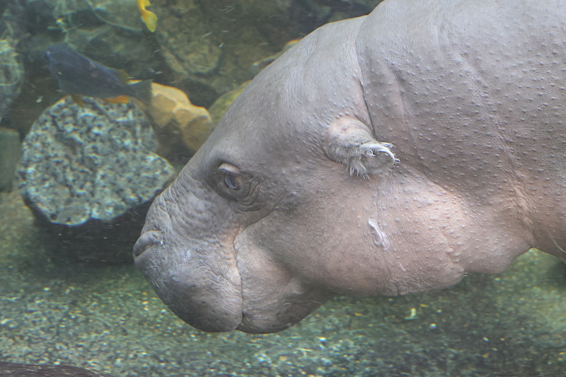 hexaprotodon_liberiensis4md