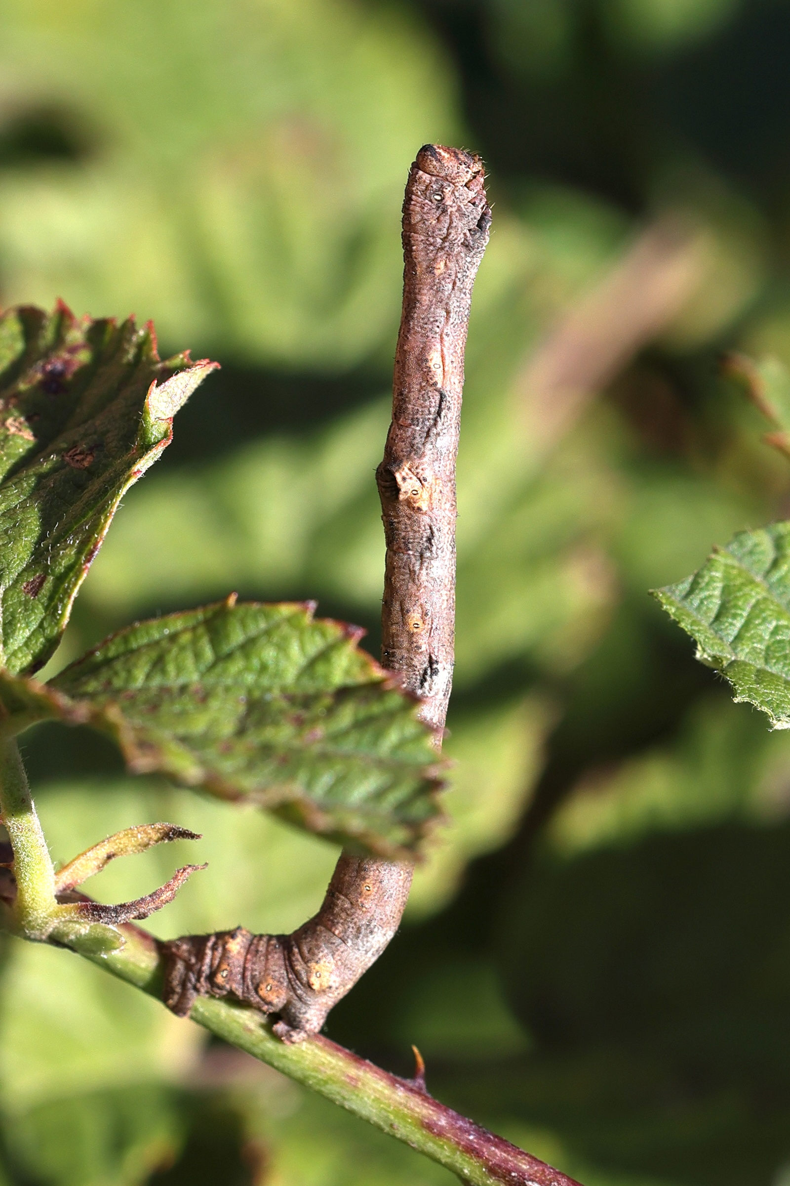 hypomecis_punctinalis_ch1md