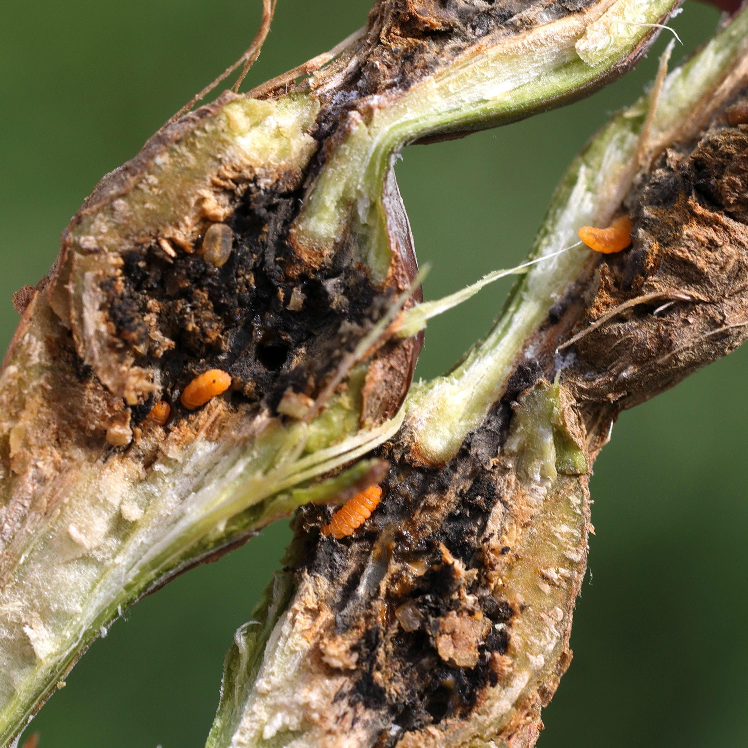 lasioptera_rubi_larv1md