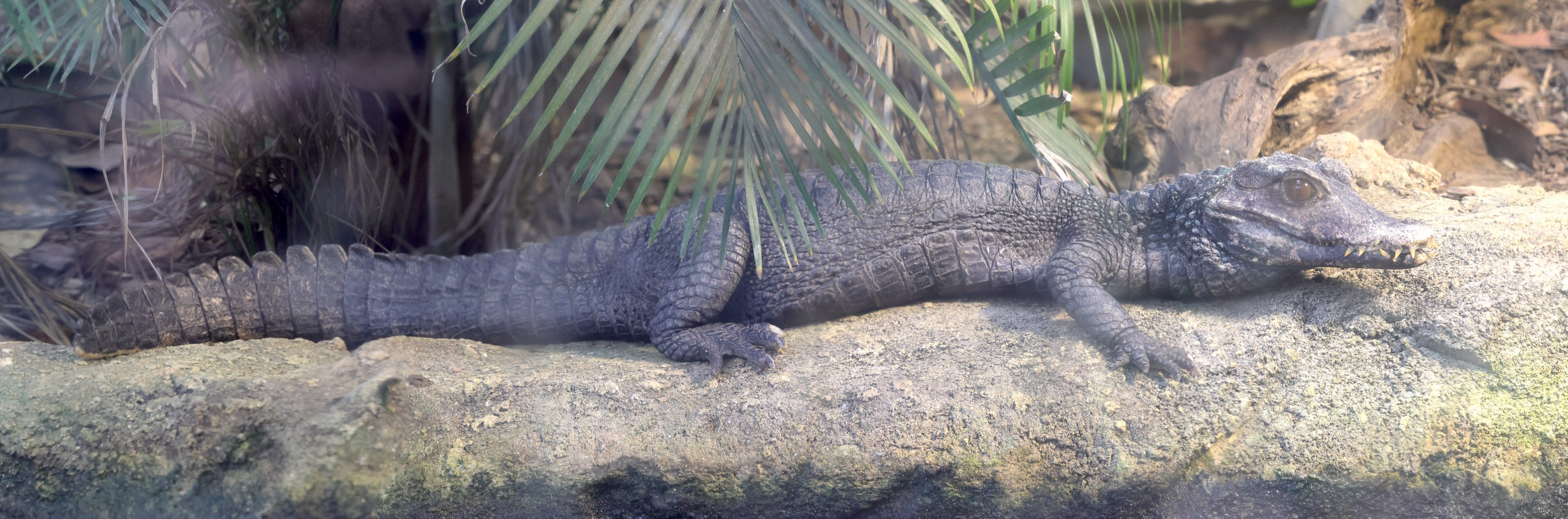 paleosuchus_palpabrosus2md