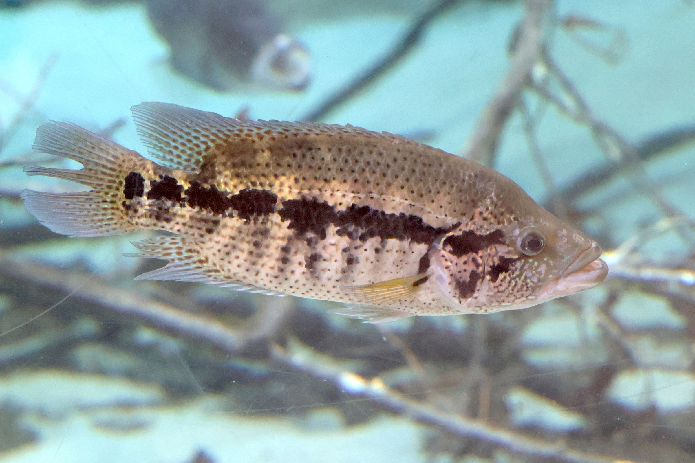 parachromis_dovii1md