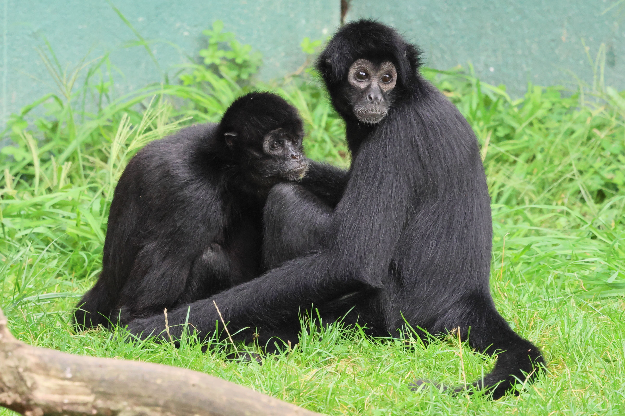 ateles_fuscipes_rufiventris2bd