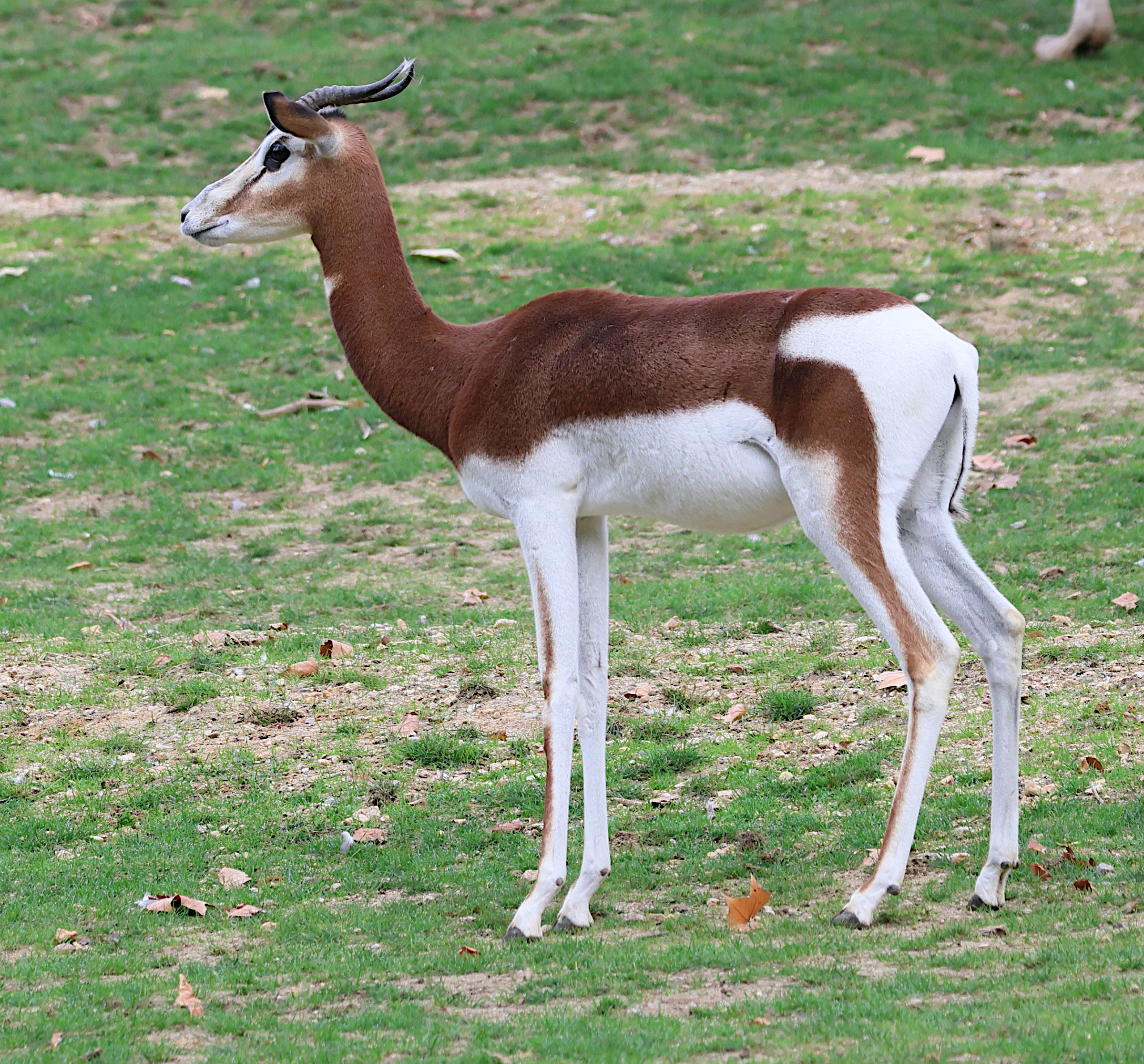 gazella_dama_mhorr3bd