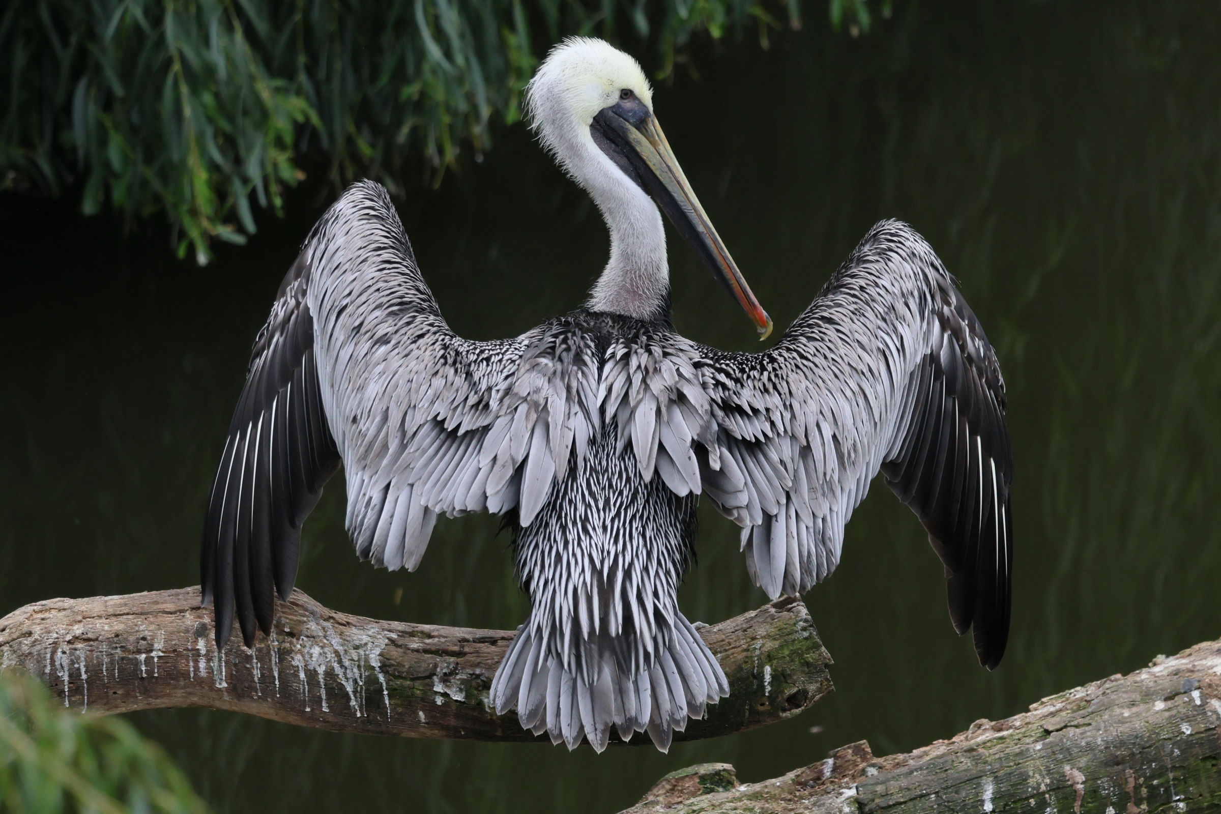 pelican_brun_-_pelecanus_occidentalis9bd