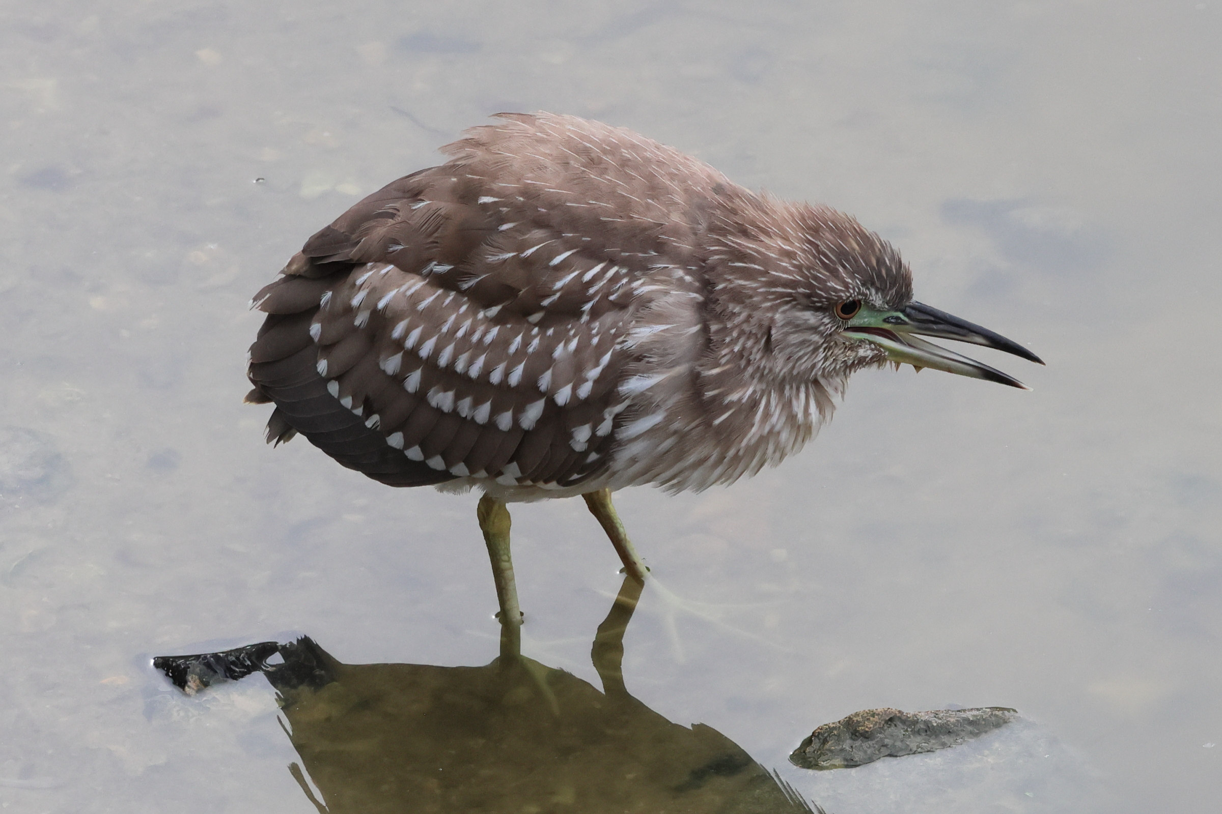 bihoreau_gris_-_nycticorax_nycticorax13bd