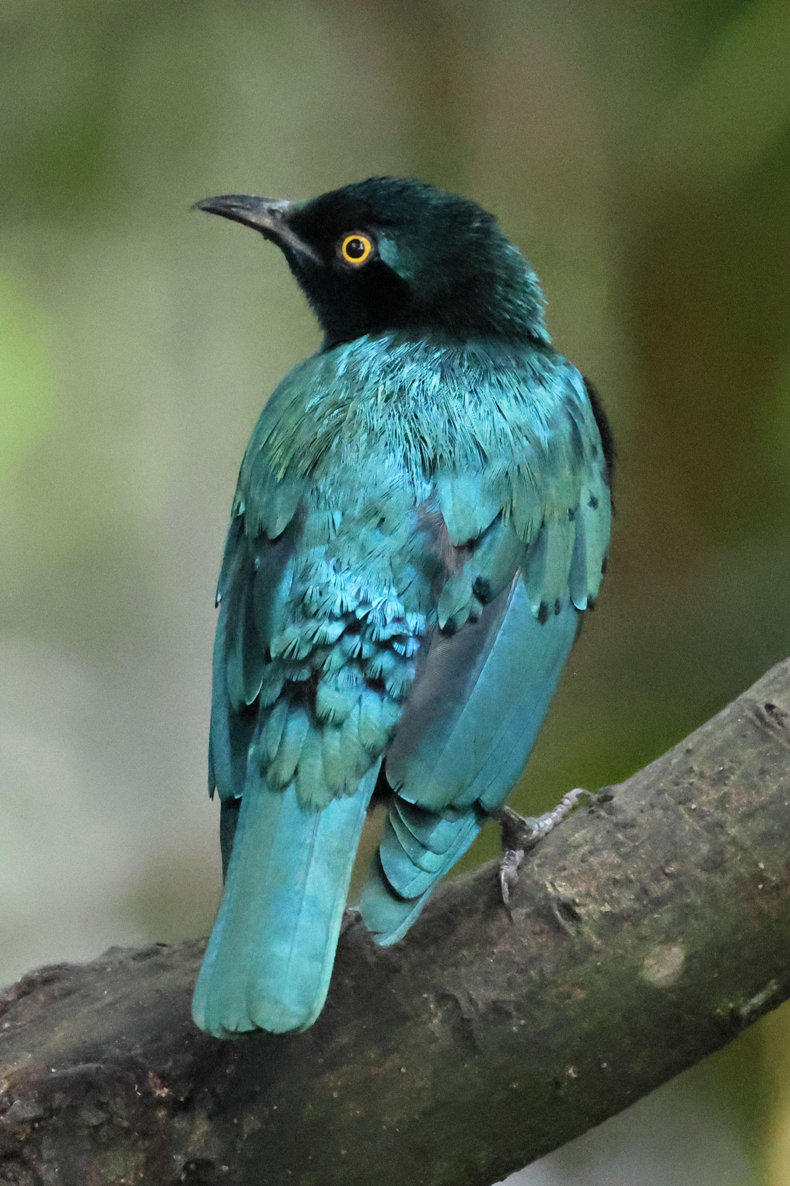 choucador_a_oreillons_bleus_-_lamprotornis_chalybaeus1bd