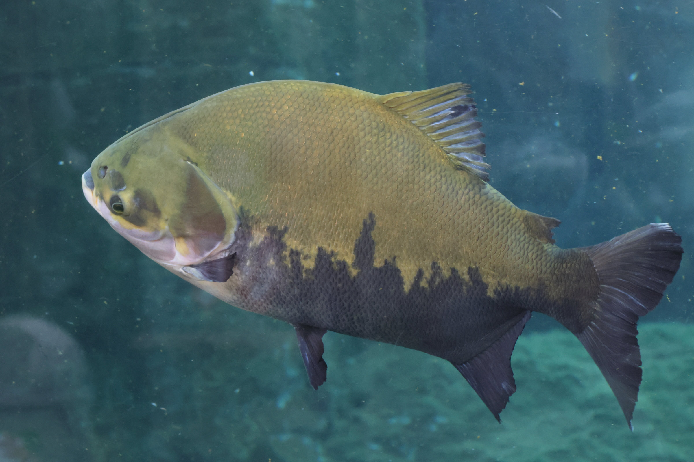 colossoma_macropomum2bd