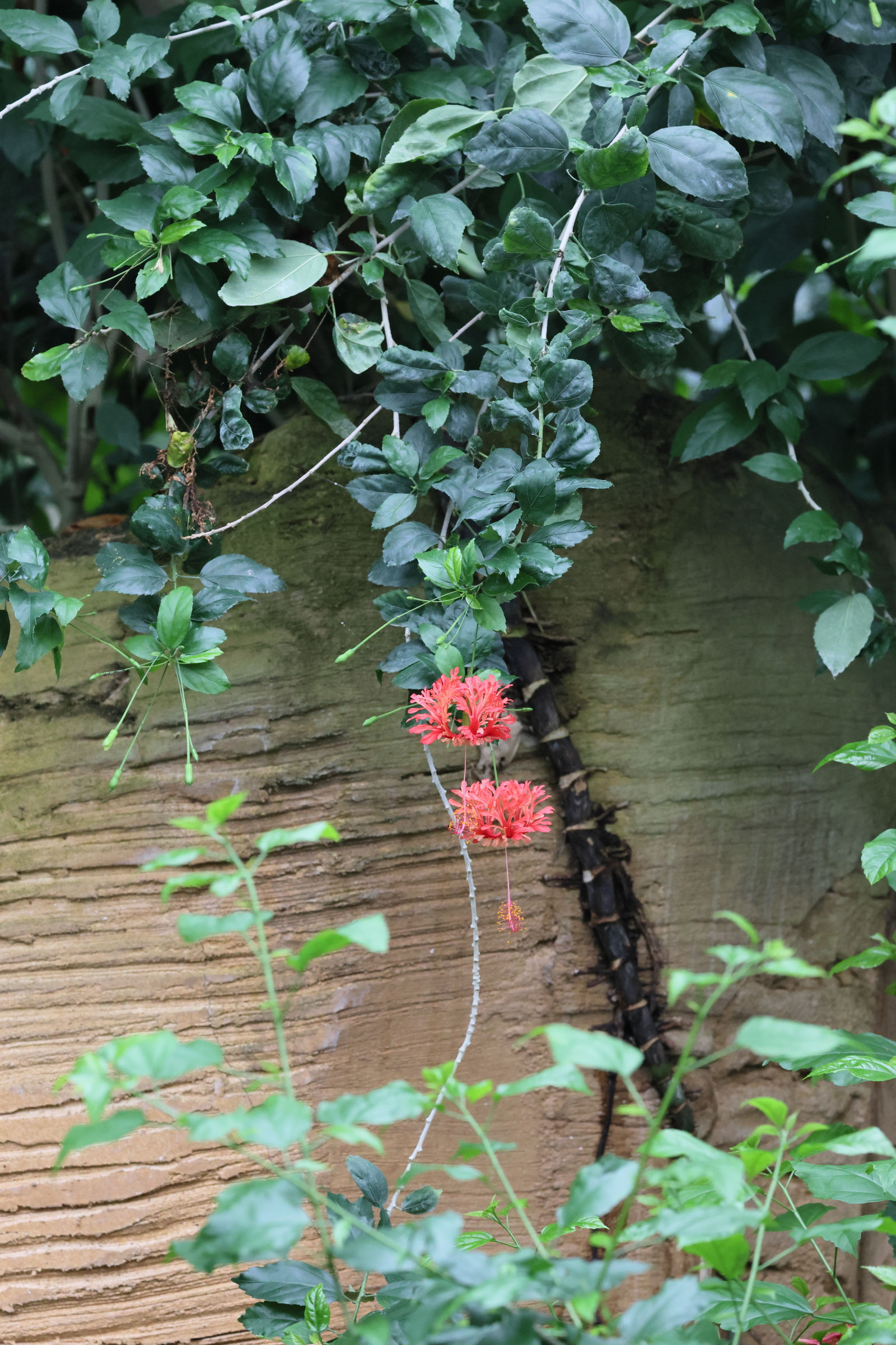 hibiscus_schizipetalus3bd