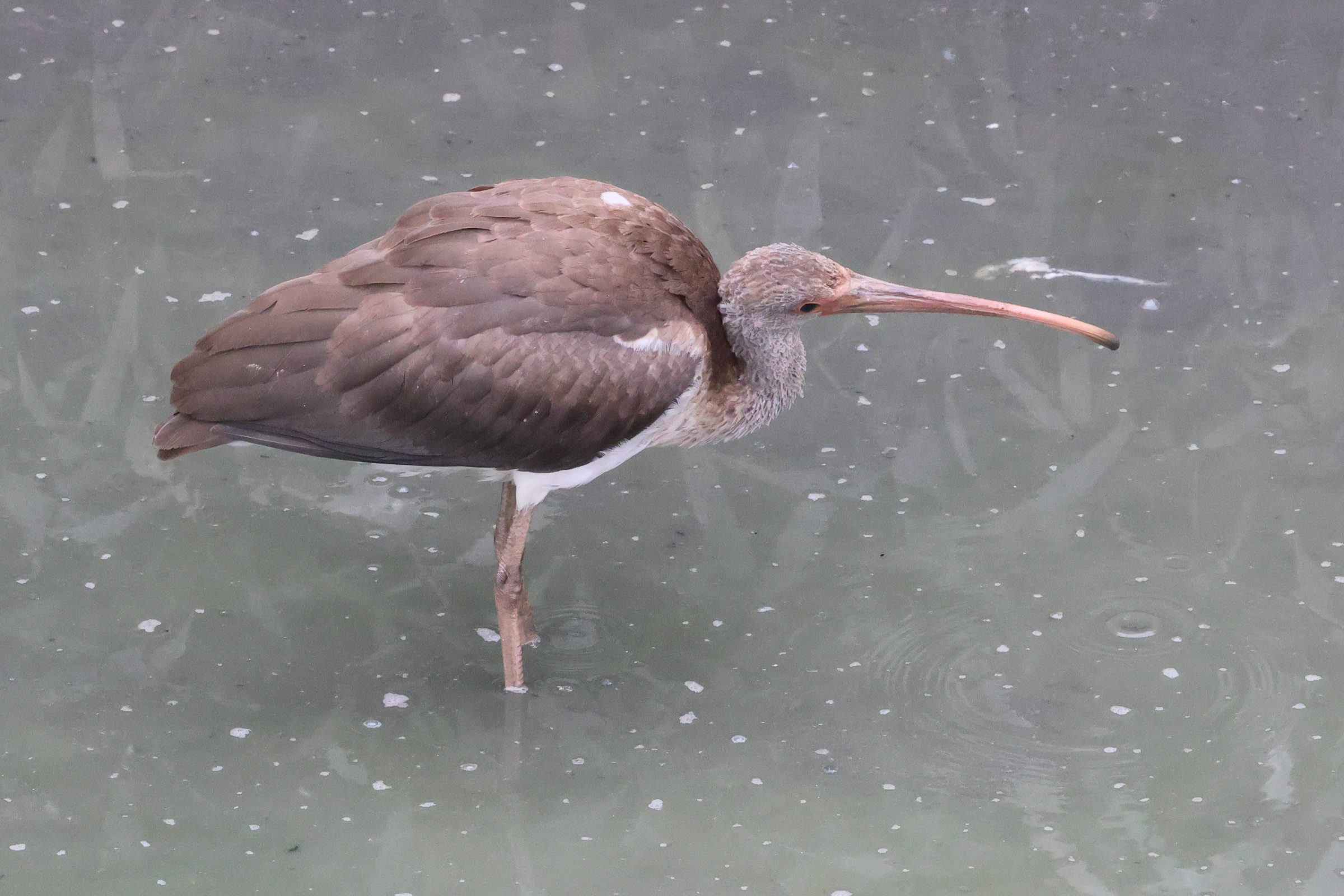 ibis_blanc_-_eudocimus_albus_juv3bd