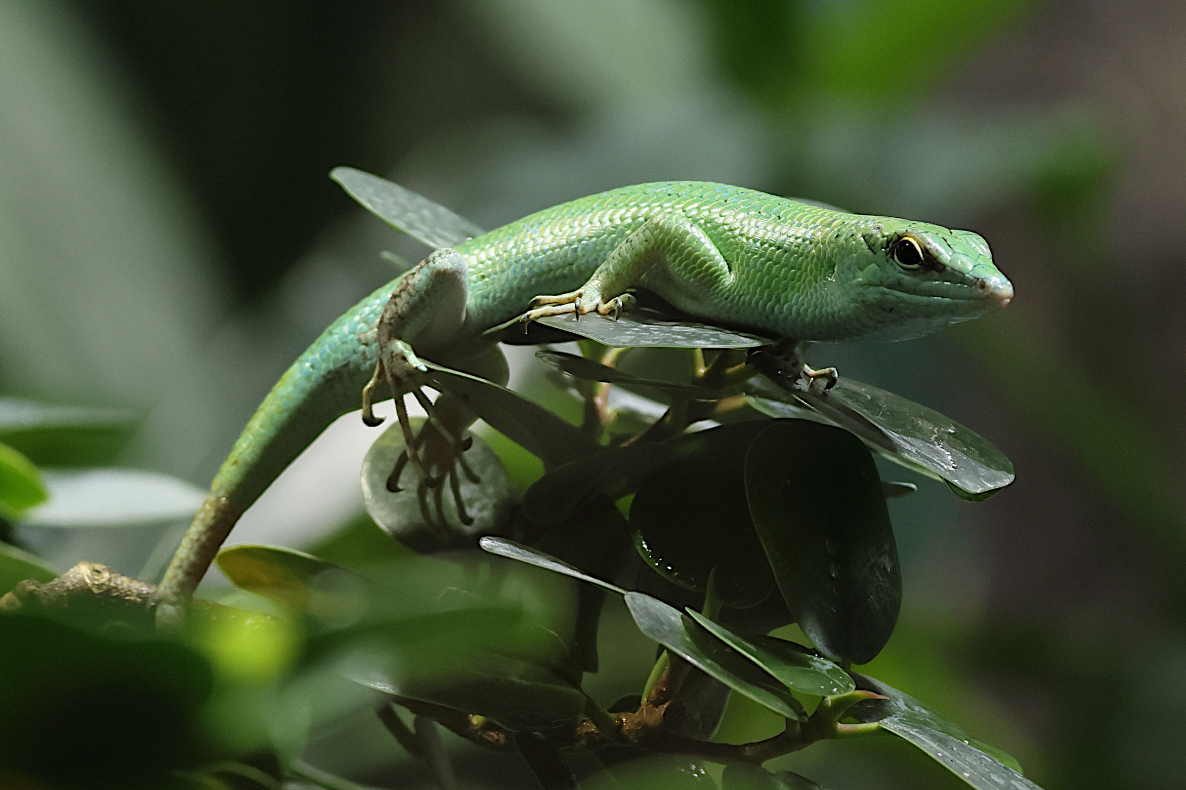 lamprolepis_smaragdina1bd