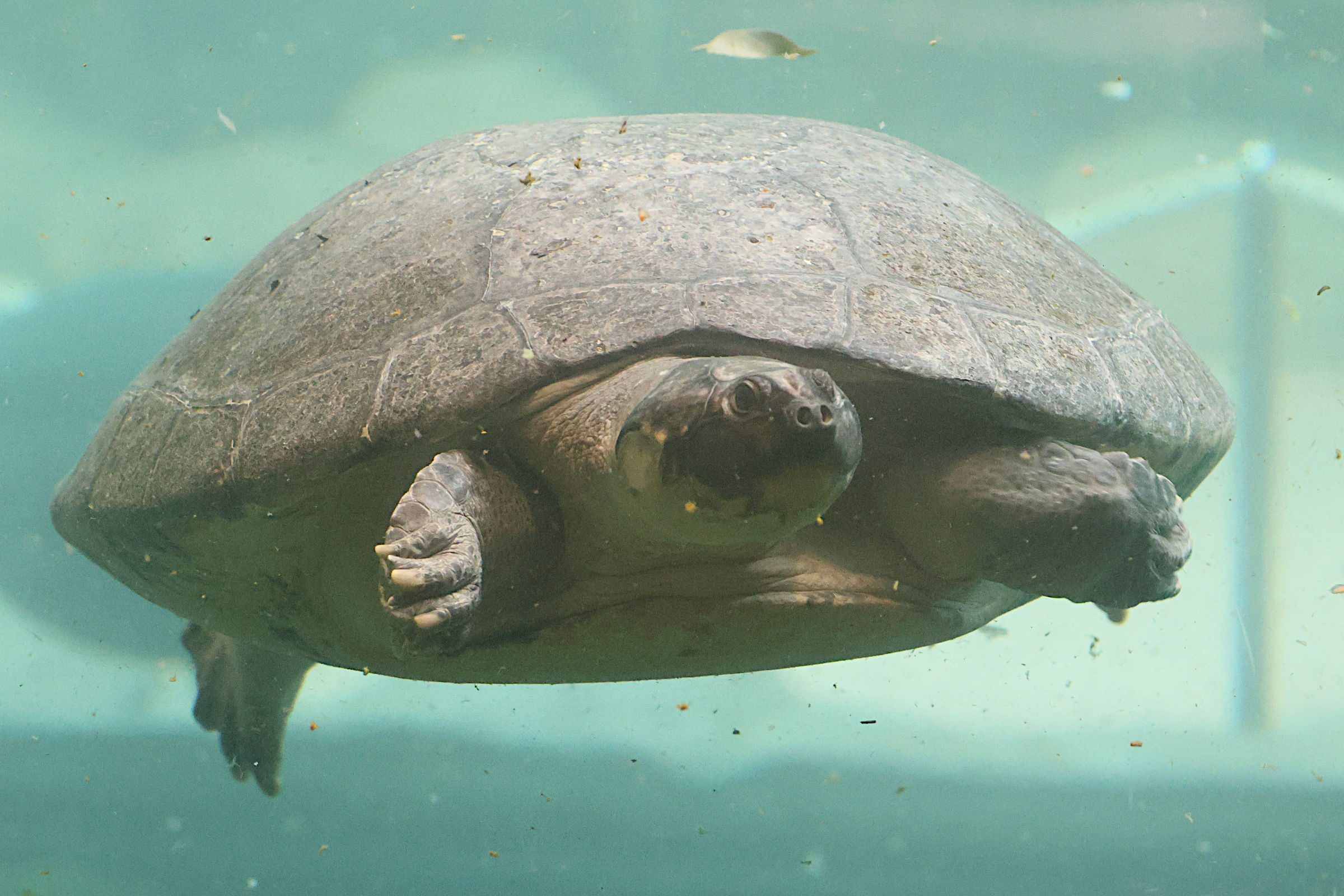 podocnemis_expansa4bd