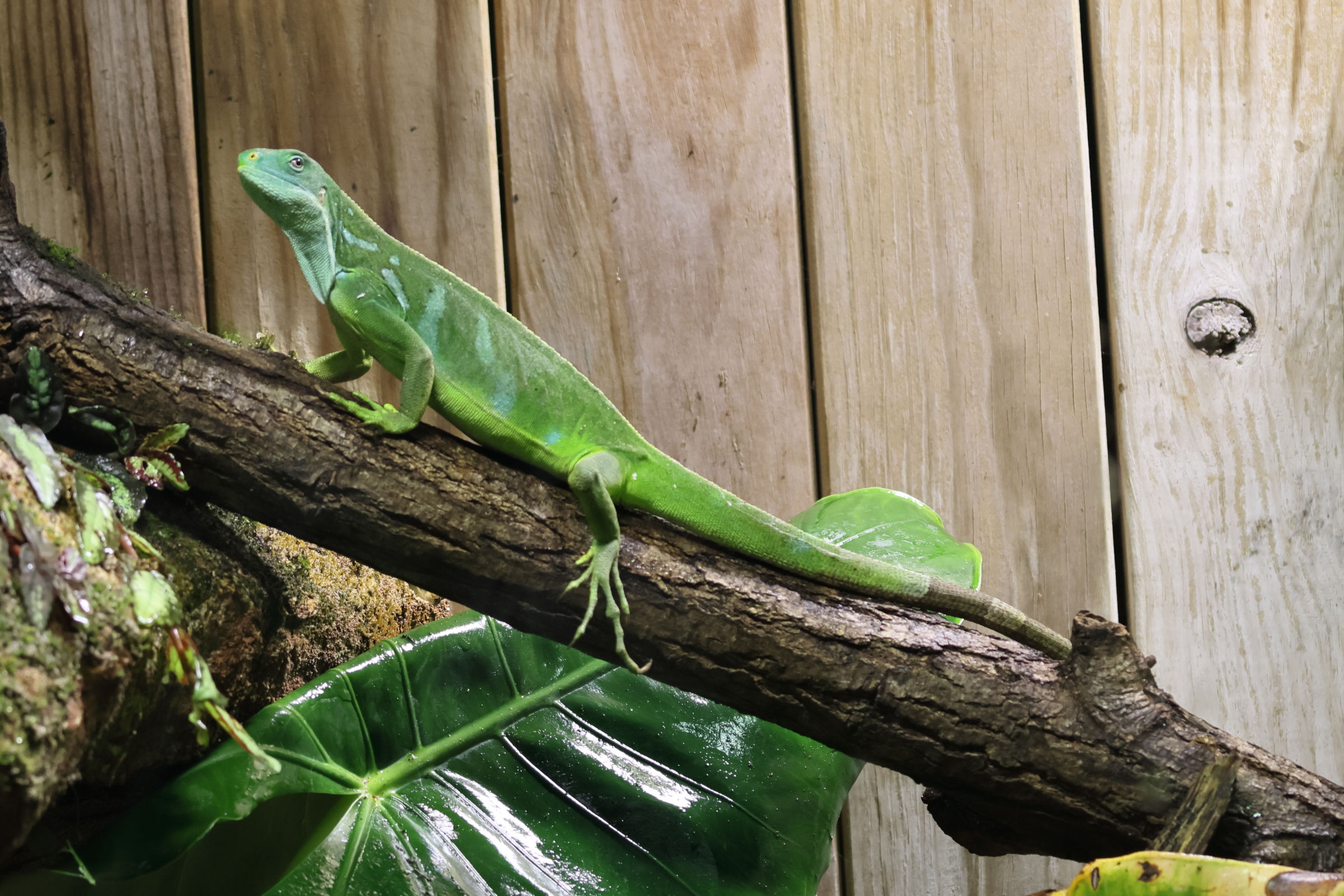 brachylophus_bulbula4bd