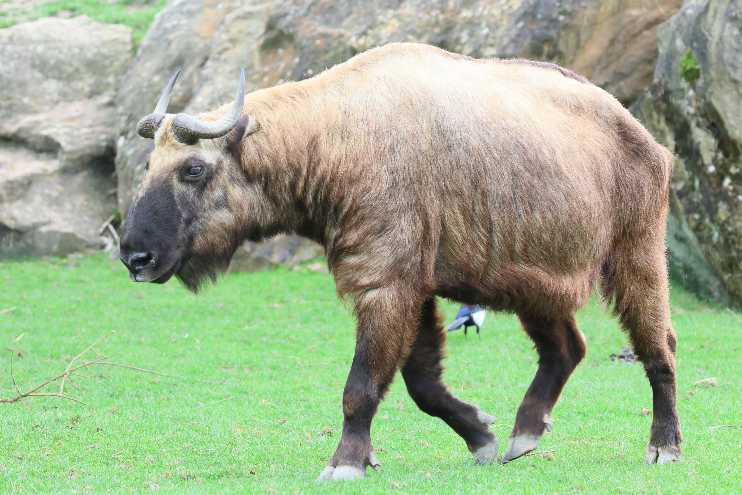 budorcas_taxicolor_taxicolor1bd