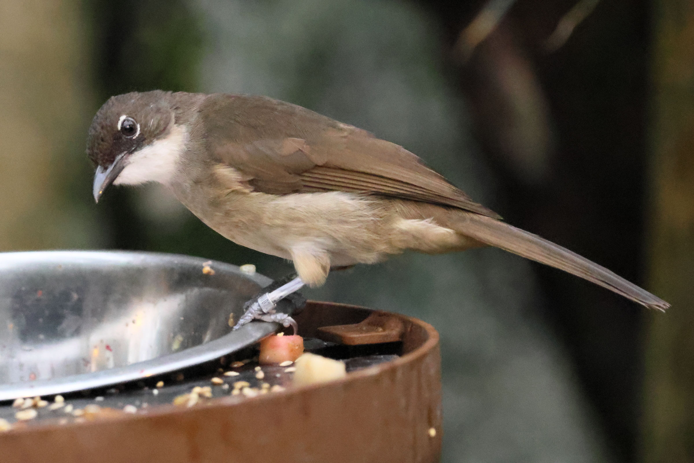 bulbul_modeste_-_chlorocichla_simplex1bd