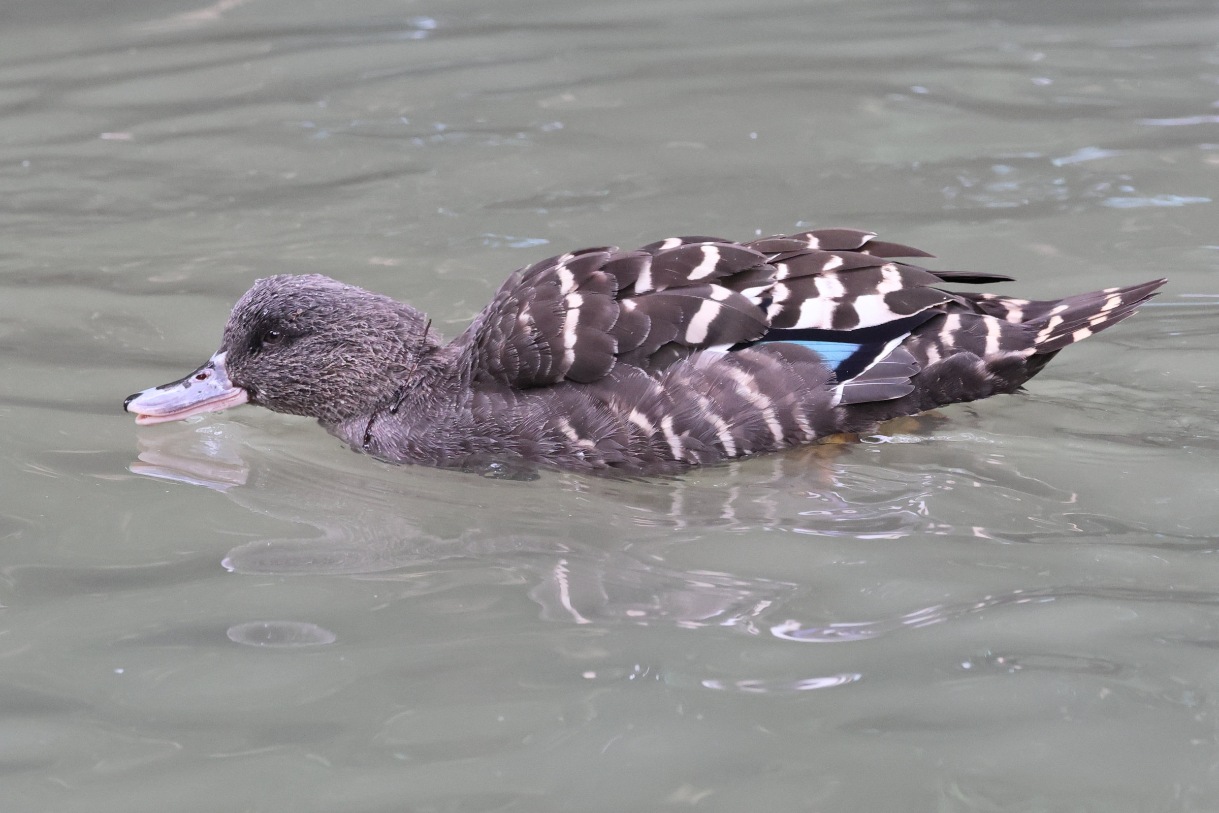 canard_noiratre_-_anas_sparsa1bd