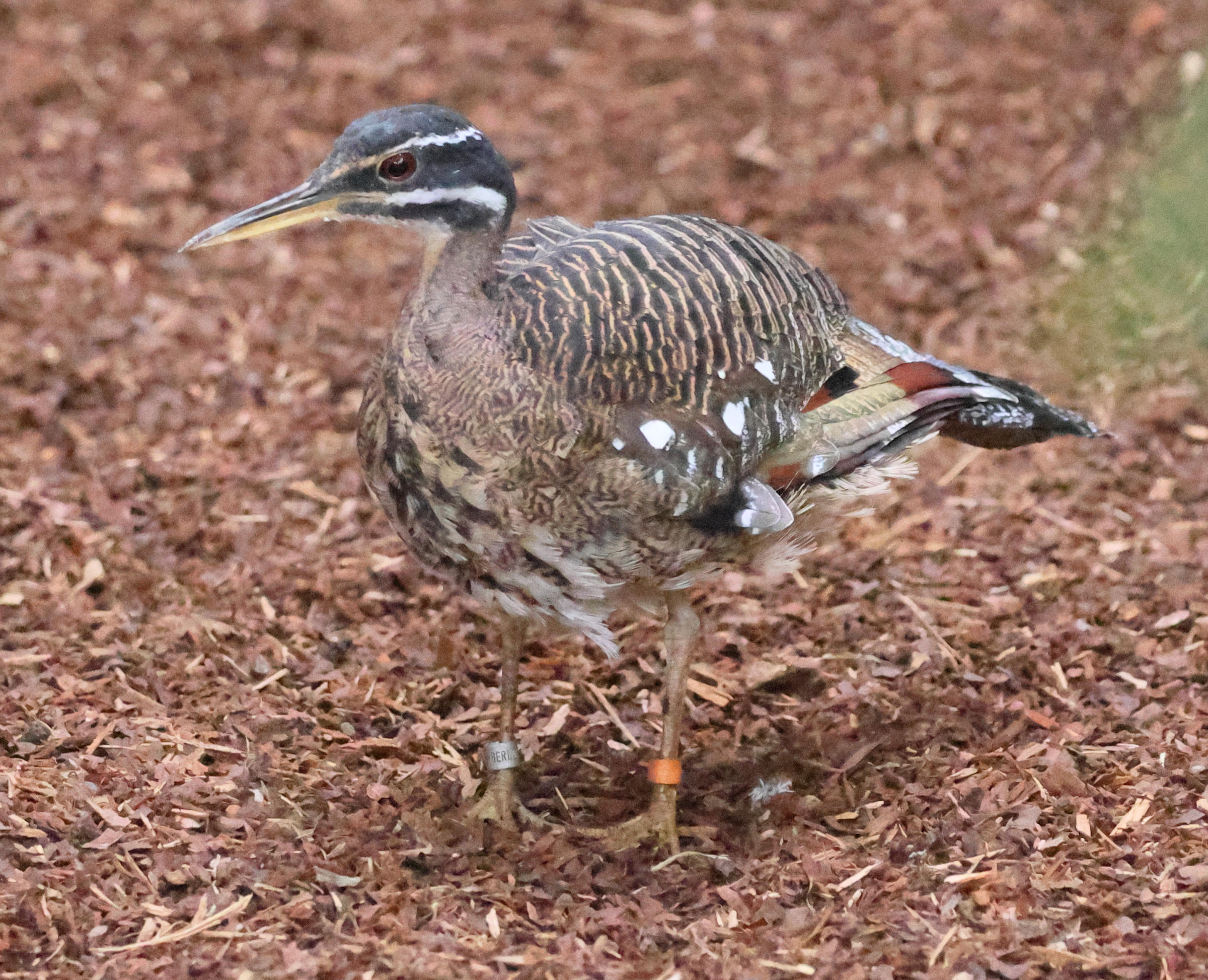 caurale_soleil_-_eurypyga_helias5bd