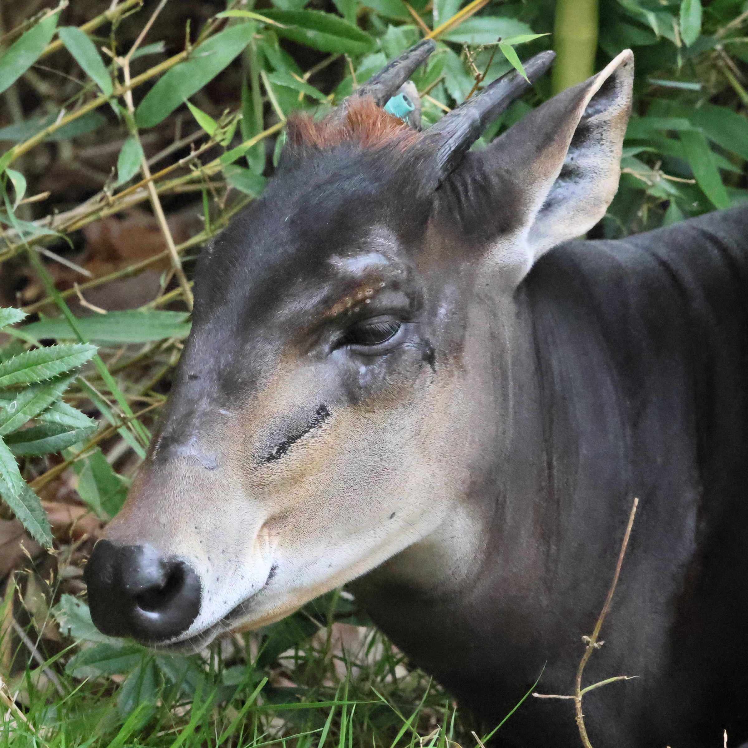 cephalophus_silvicultor2bd