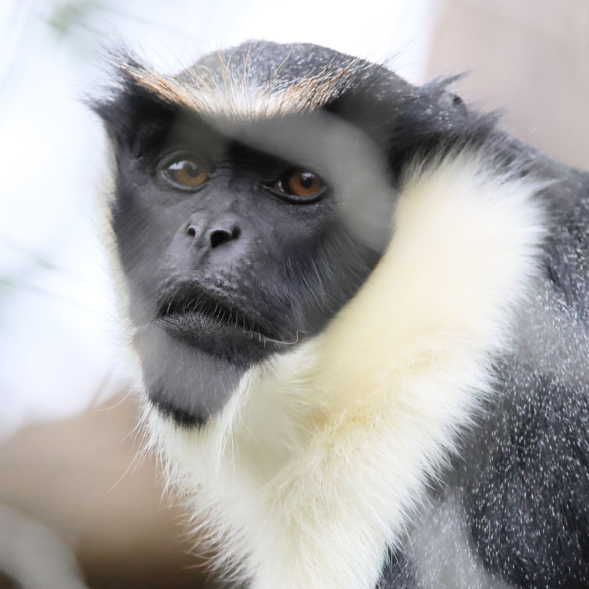 cercopithecus_diana4bd