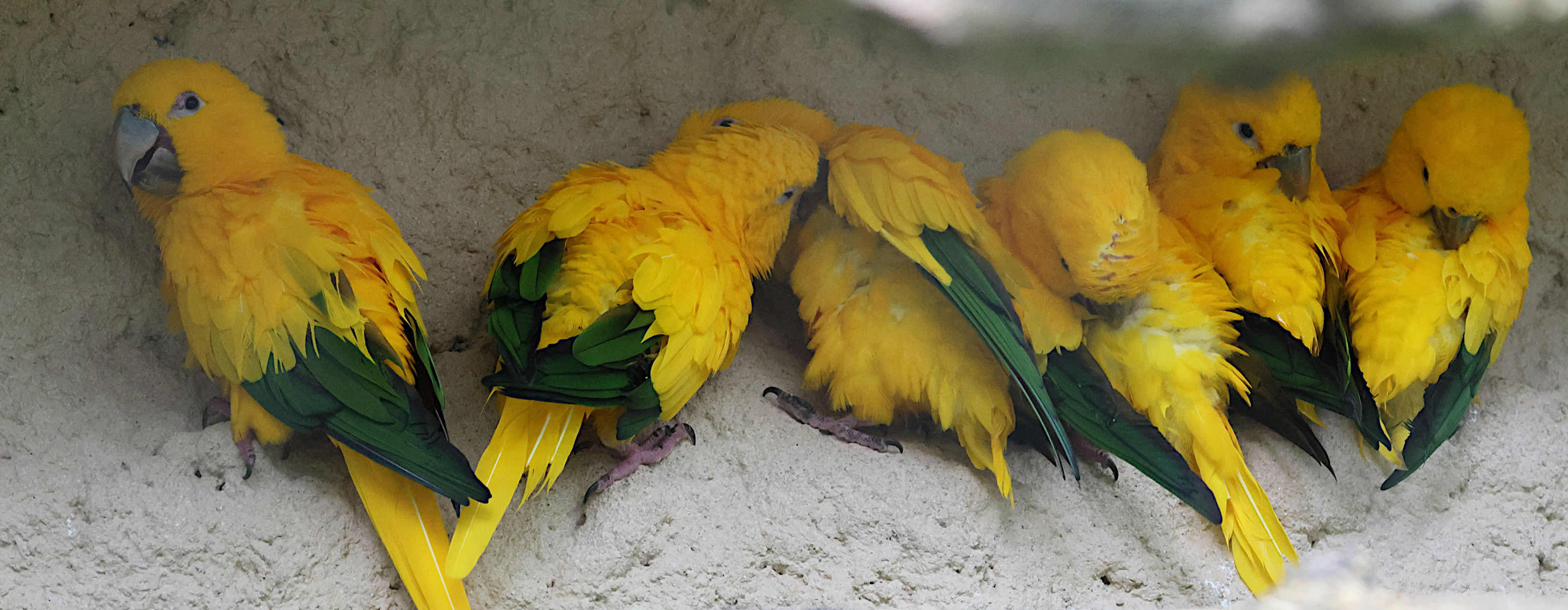 conure_doree_-_guaruba_guarouba3bd