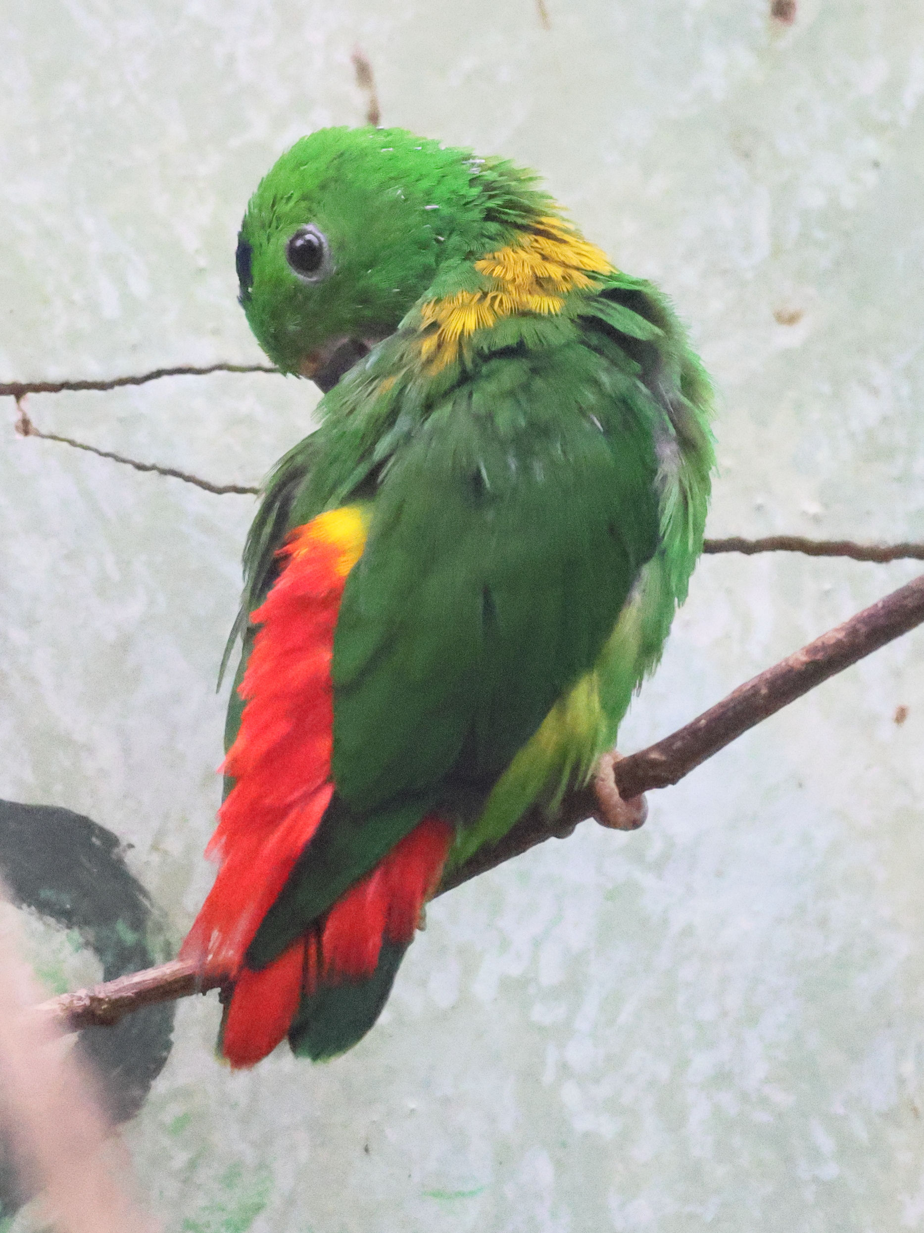 coryllis_a_tete_bleue_-_loriculus_galgulus2bd