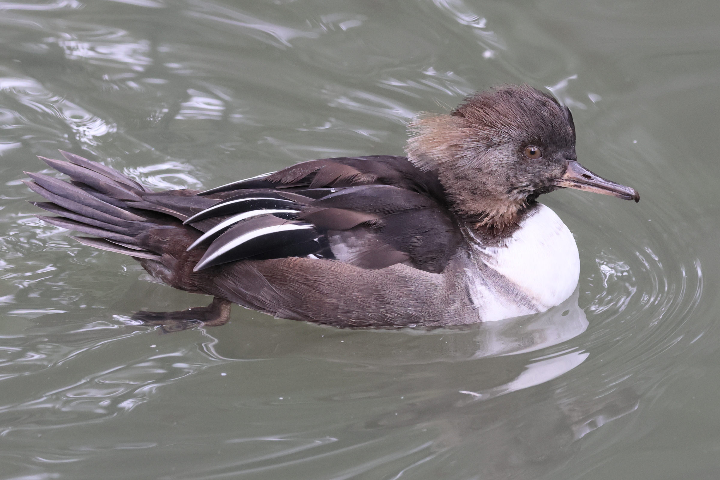 harle_couronne_-_lophodytes_cucullatus8bd