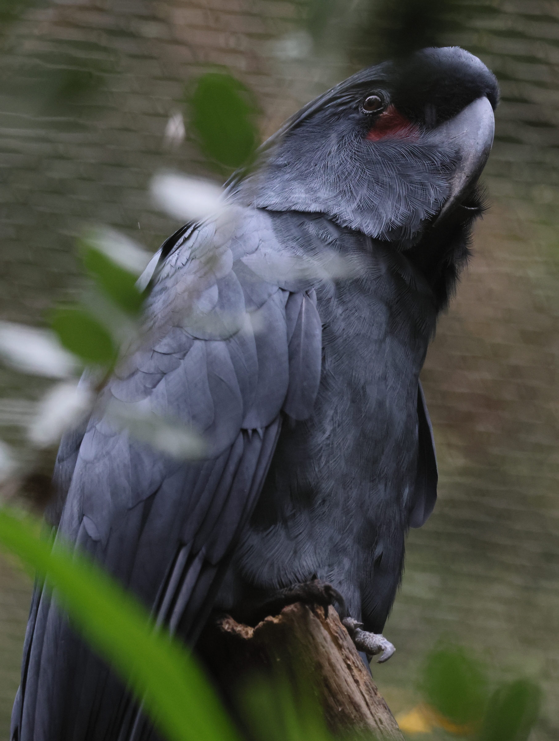 microglosse_-_probosciger_aterrimus3bd