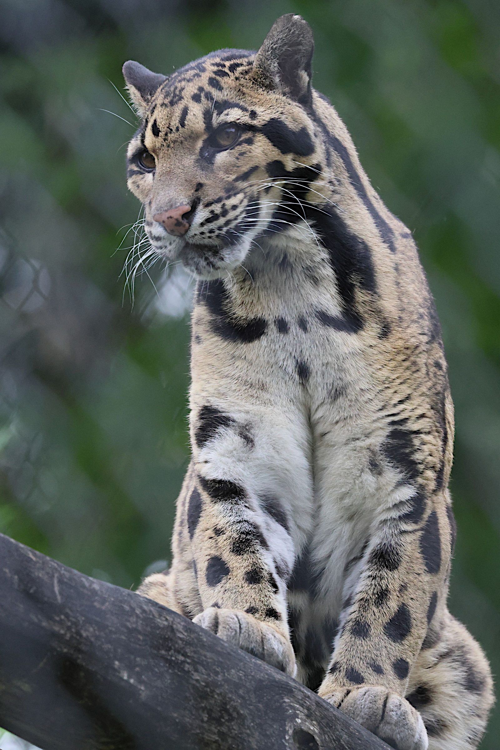 neofelis_nebulosa4bd